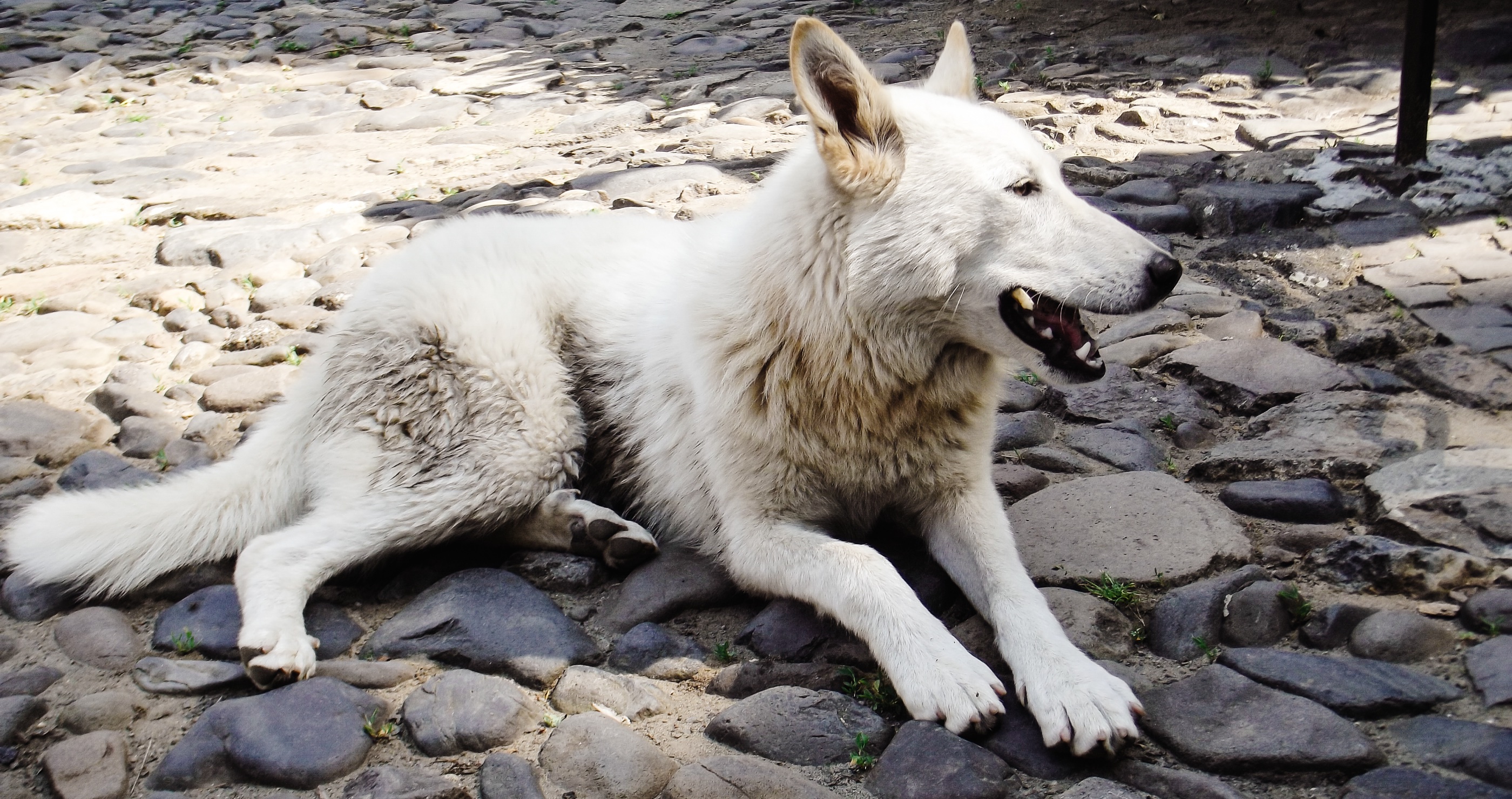 Is This Game Of Thrones Or Real Life? Dire Wolves Have Made A Comeback From Extinction!?
