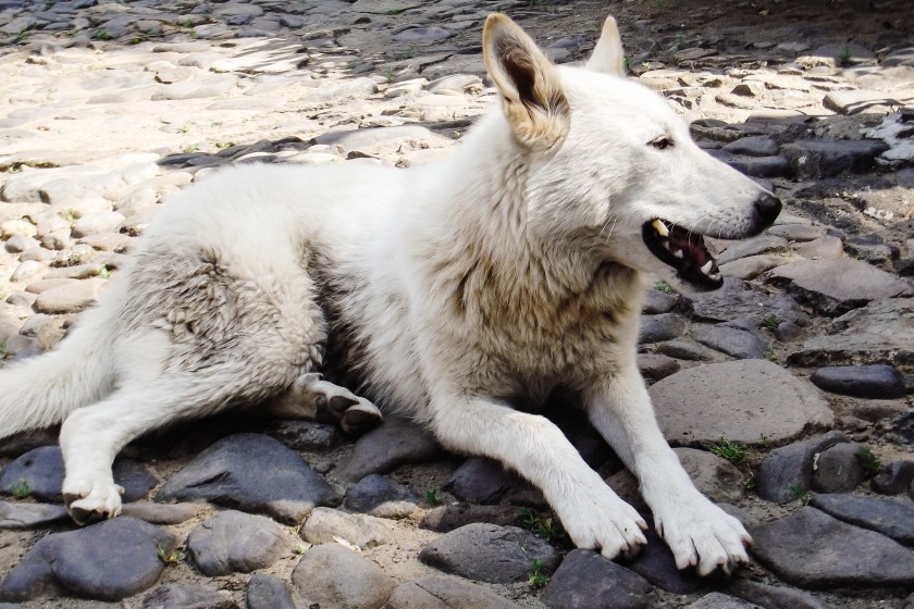 Is This Game Of Thrones Or Real Life? Dire Wolves Have Made A Comeback From Extinction!?