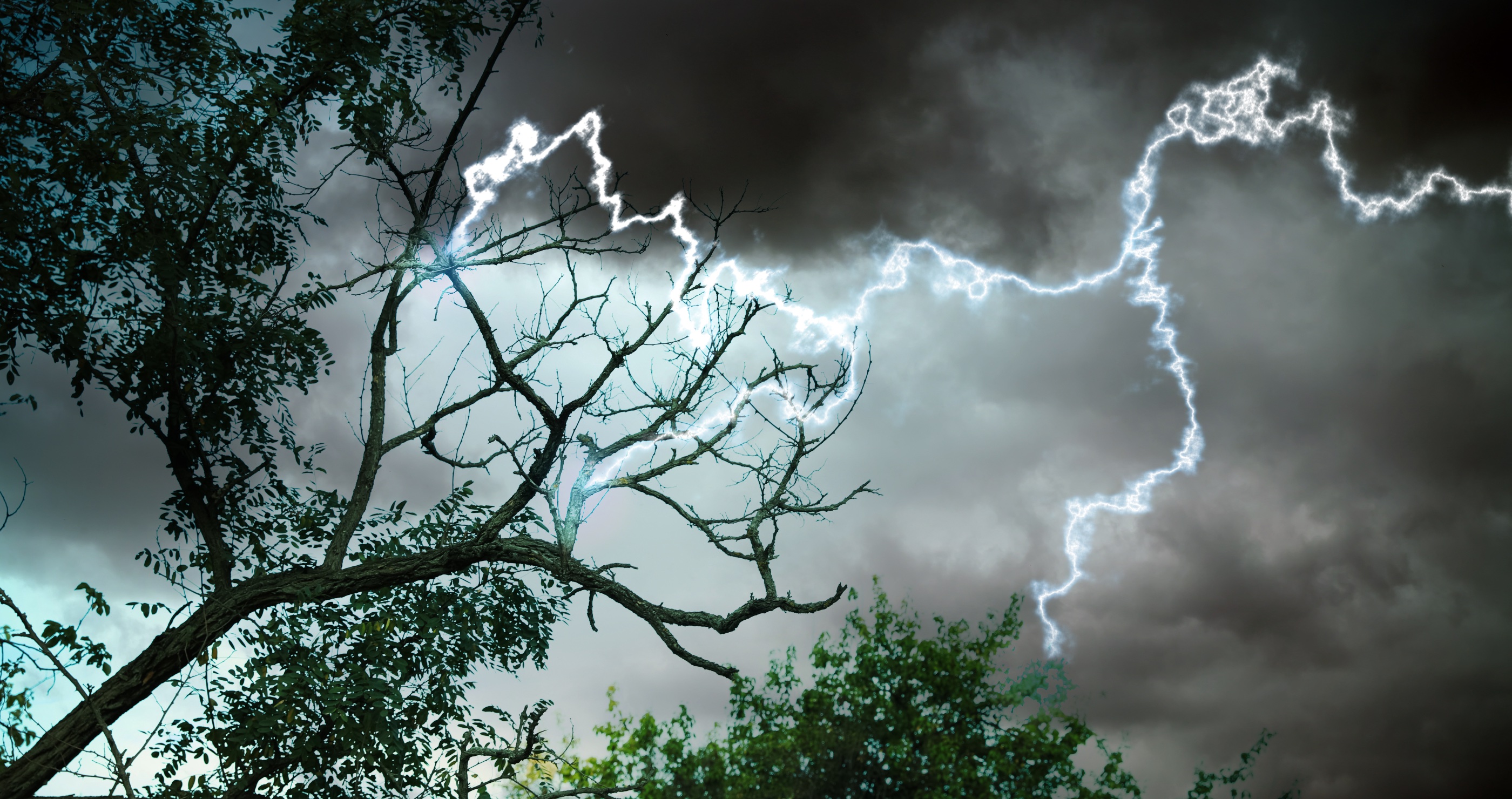 Learn How This Tonka Bean Tree Can Wield Lightning