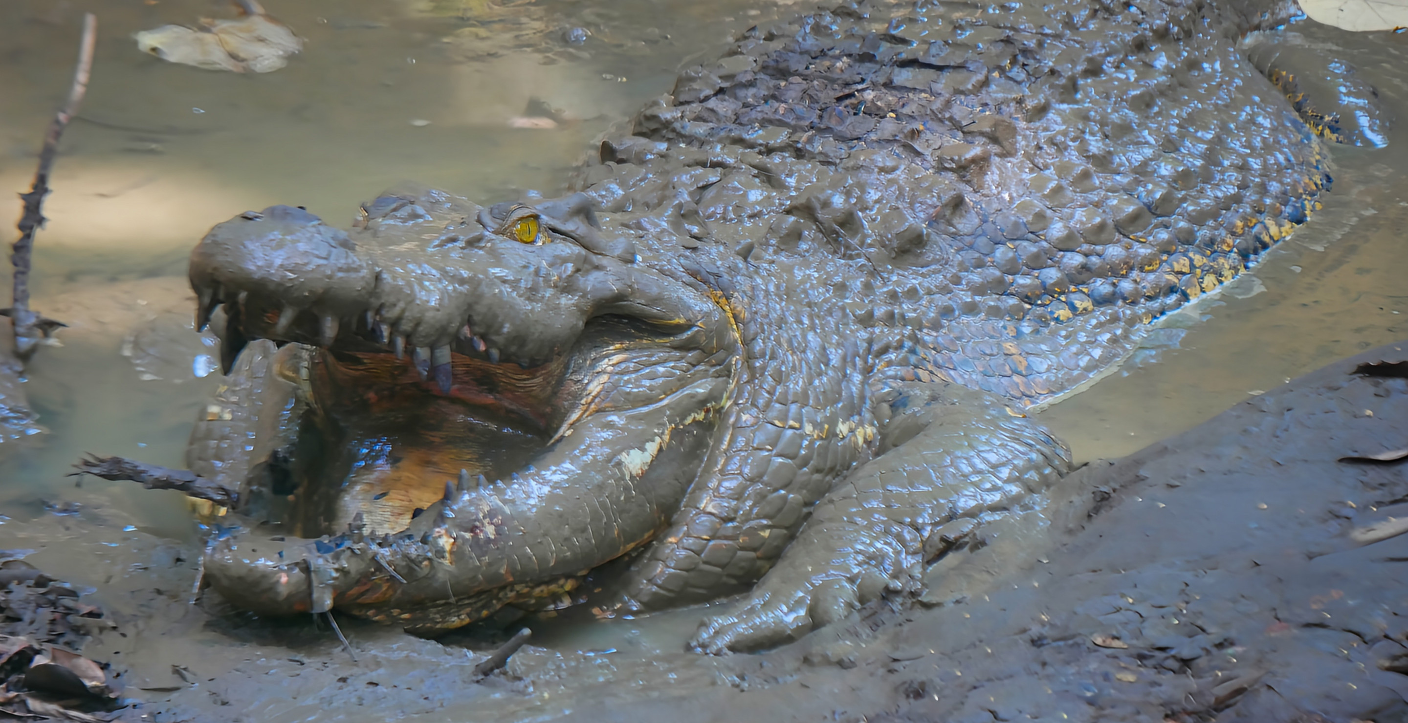 Man Attacked By Crocodile At The Zoo After Mistaking It For 15 Foot Statue