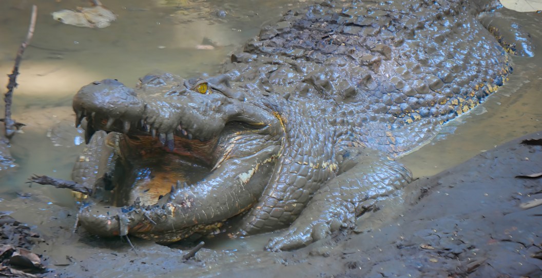 Man Attacked By Crocodile At The Zoo After Mistaking It For 15 Foot Statue