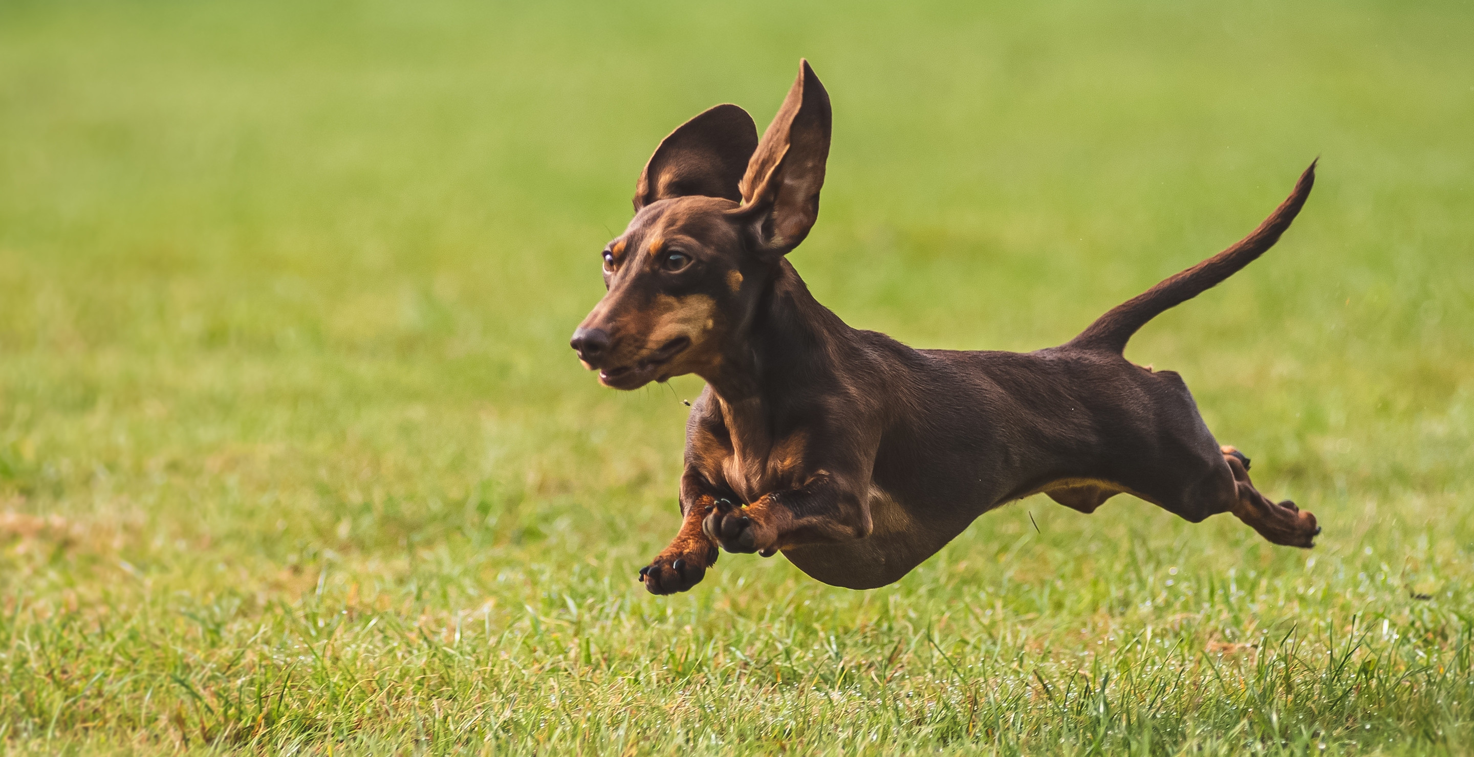 Miniature Daschshund Escapes From Owners, Spent Last Year Living In Wild On Remote Island After Refusing To Be Caught