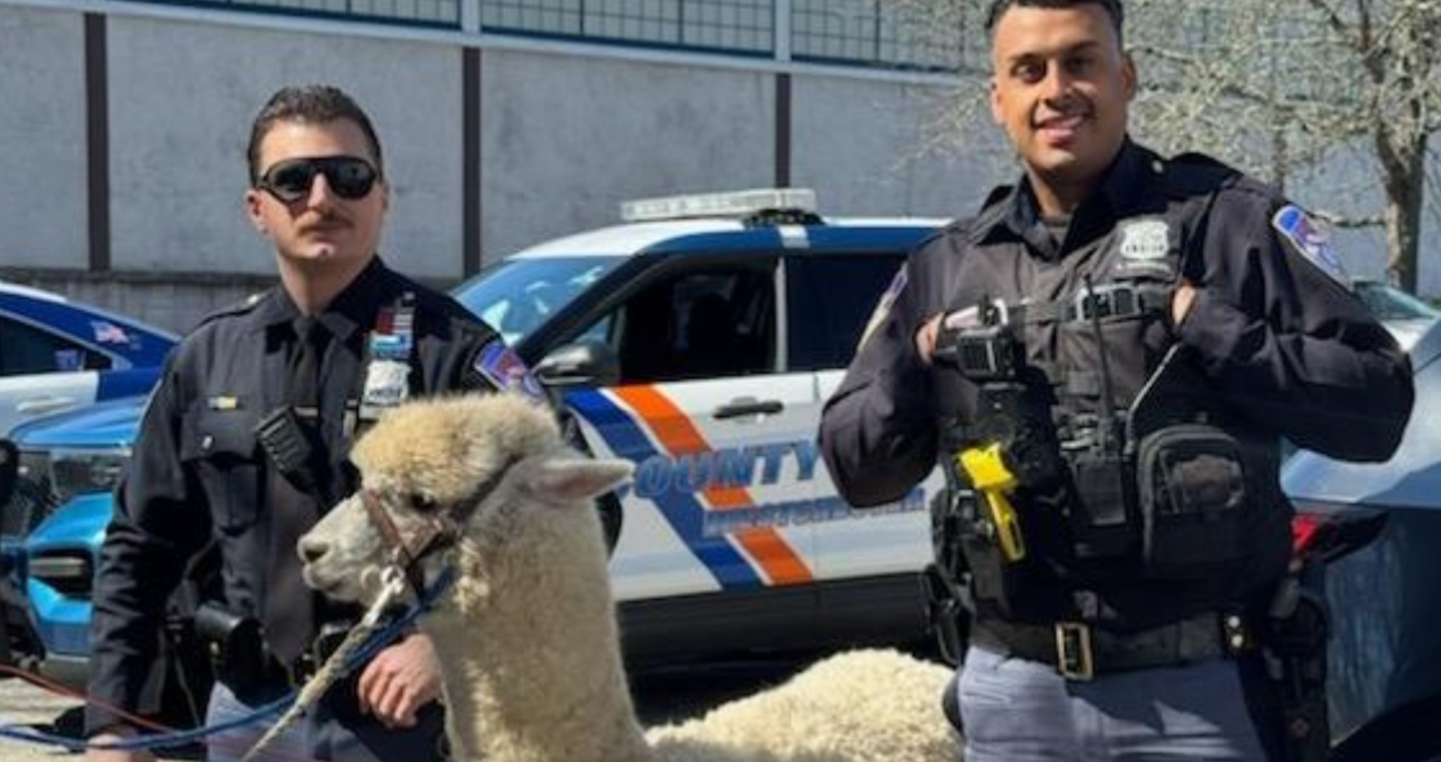 NY Cops Deal With Bizarre Suspect As They Wrangle An Alpaca At A Car Dealership