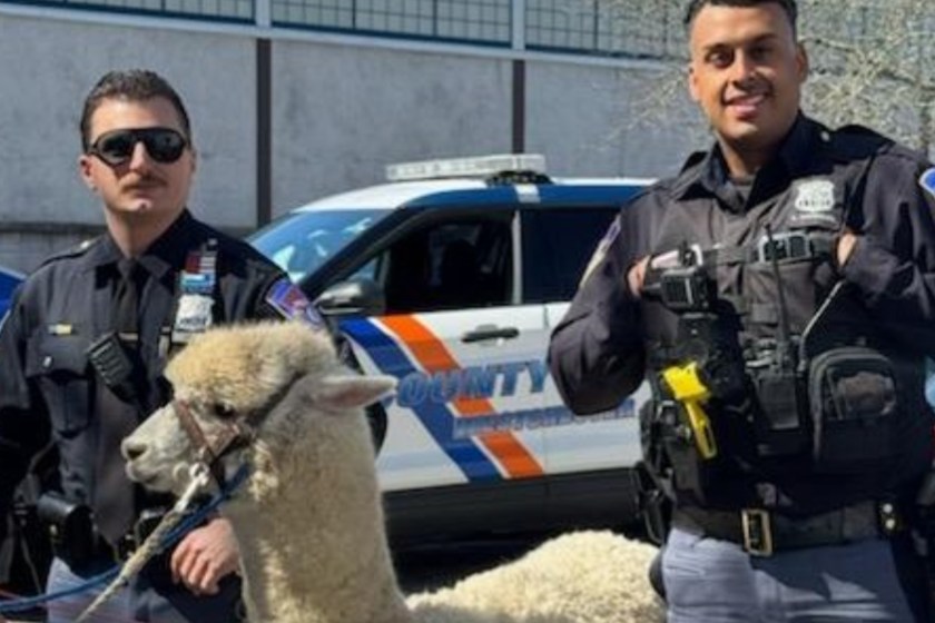 NY Cops Deal With Bizarre Suspect As They Wrangle An Alpaca At A Car Dealership