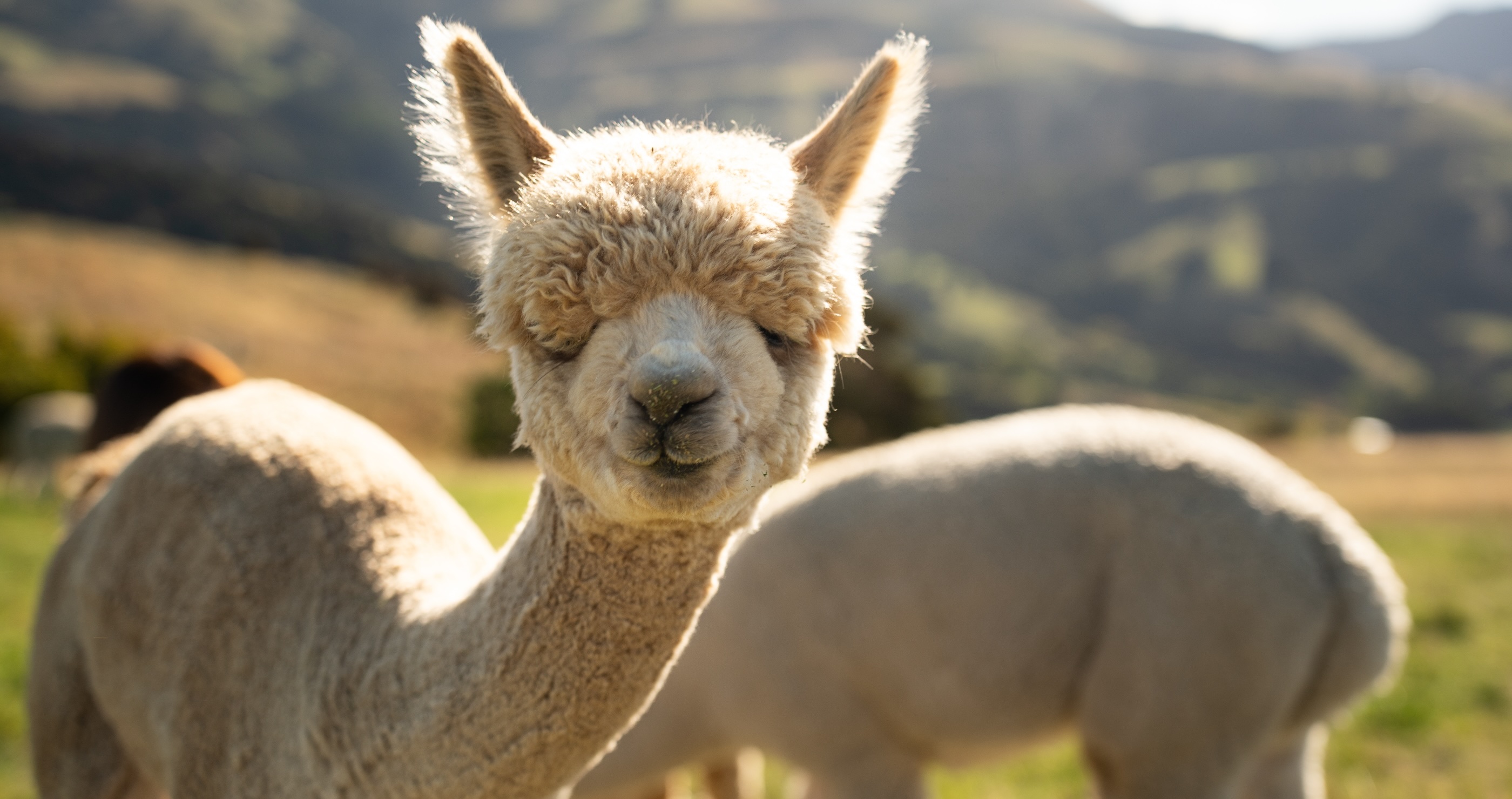 NY Cops wrangle alpaca at car dealership