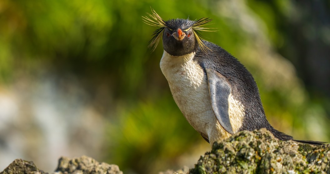 Penguin Fights Sea Lion In Epic Showdown