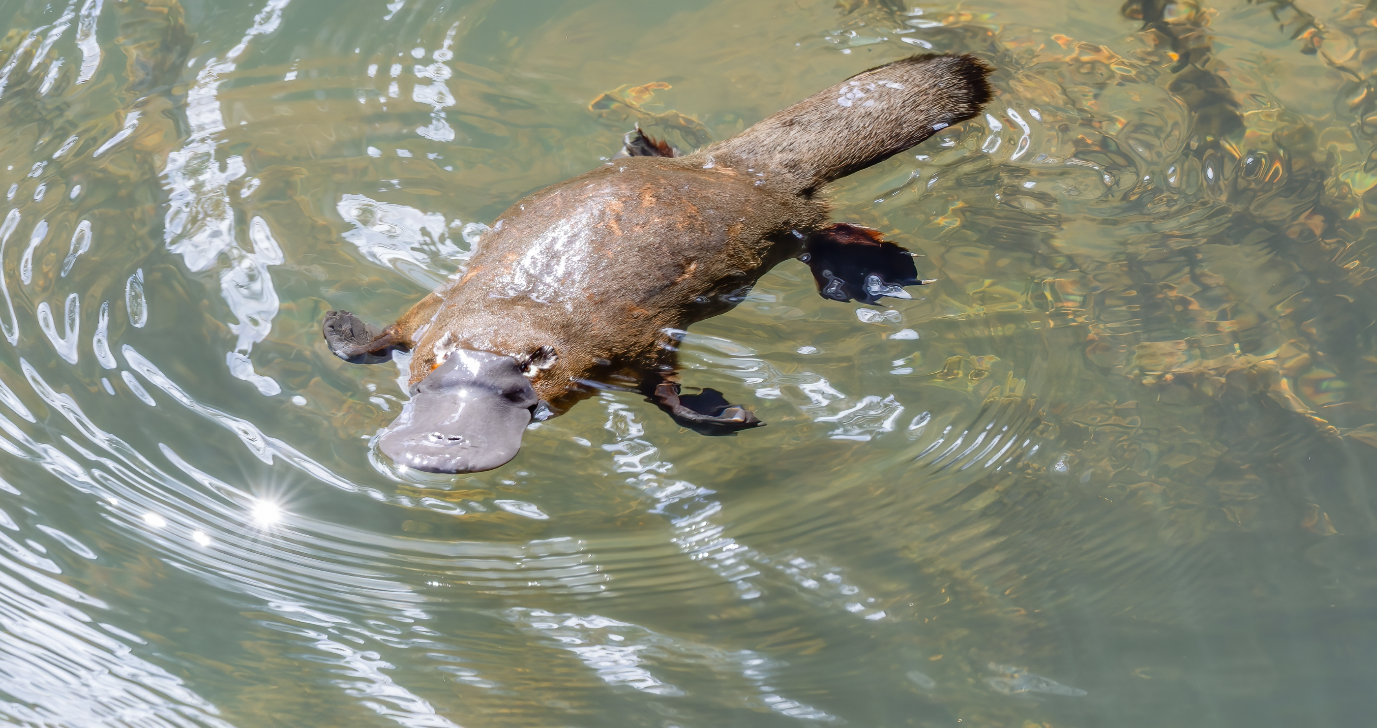 Platypuses