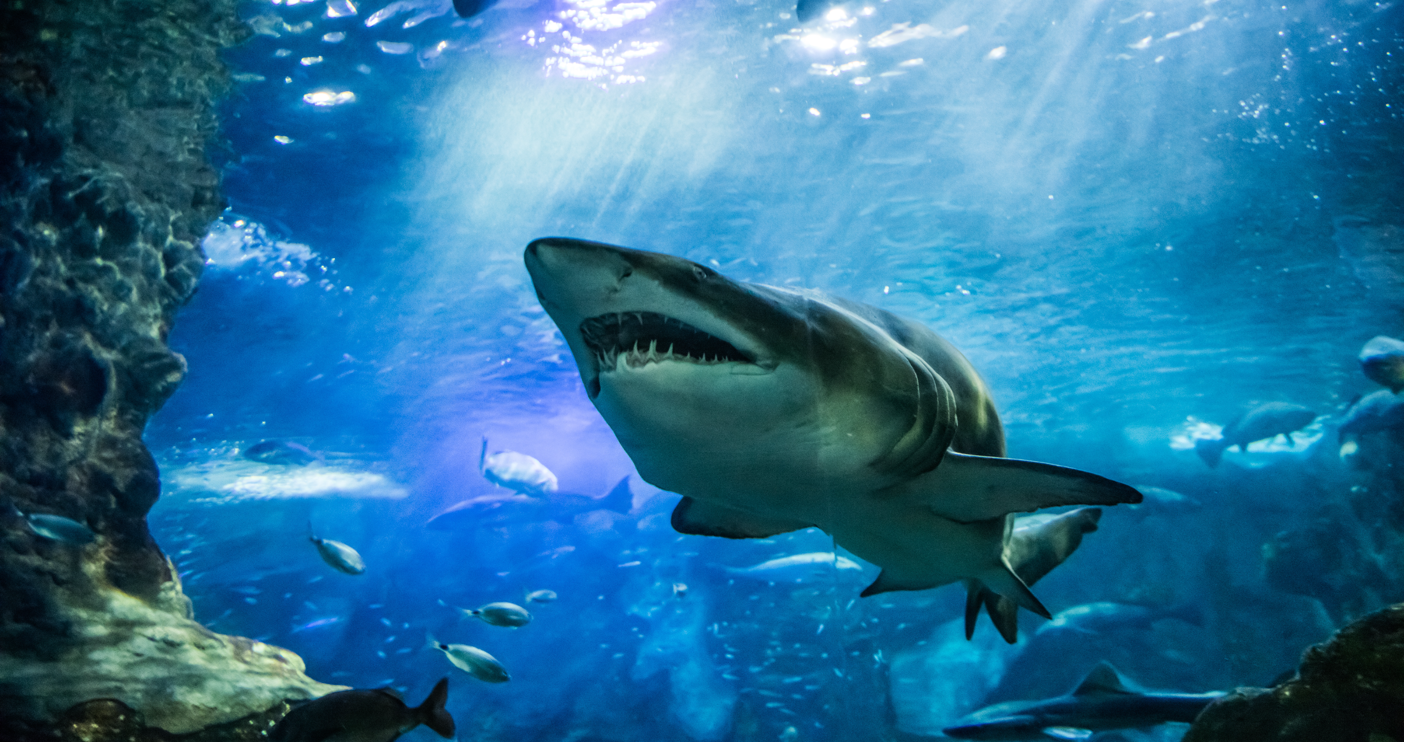 Scientists Now Believe Influencers Are The Main Reason Behind The Rise In Shark Attacks