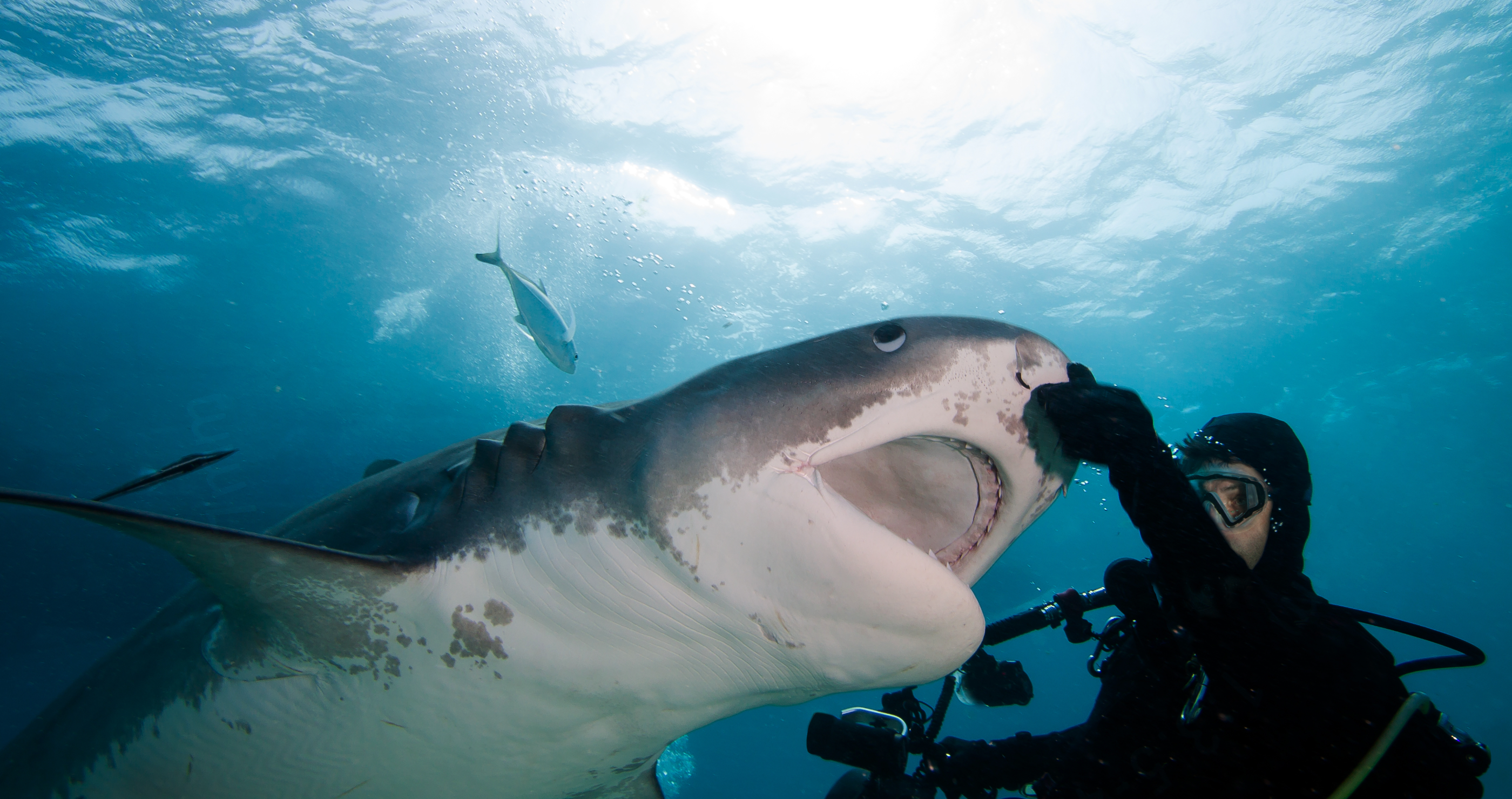 Scientists Now Believe Influencers Are The Main Reason Behind The Rise In Shark Attacks