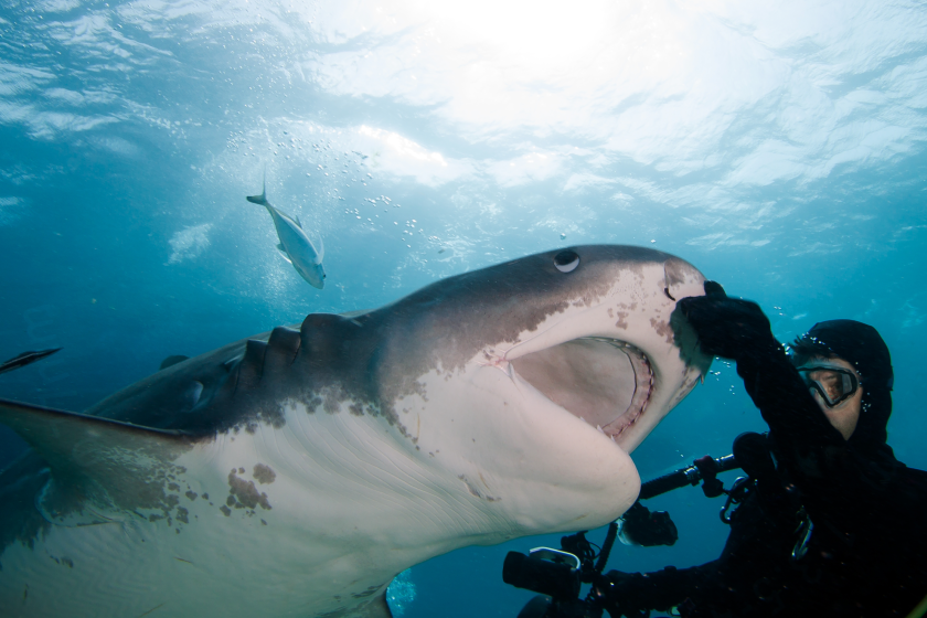 Scientists Now Believe Influencers Are The Main Reason Behind The Rise In Shark Attacks