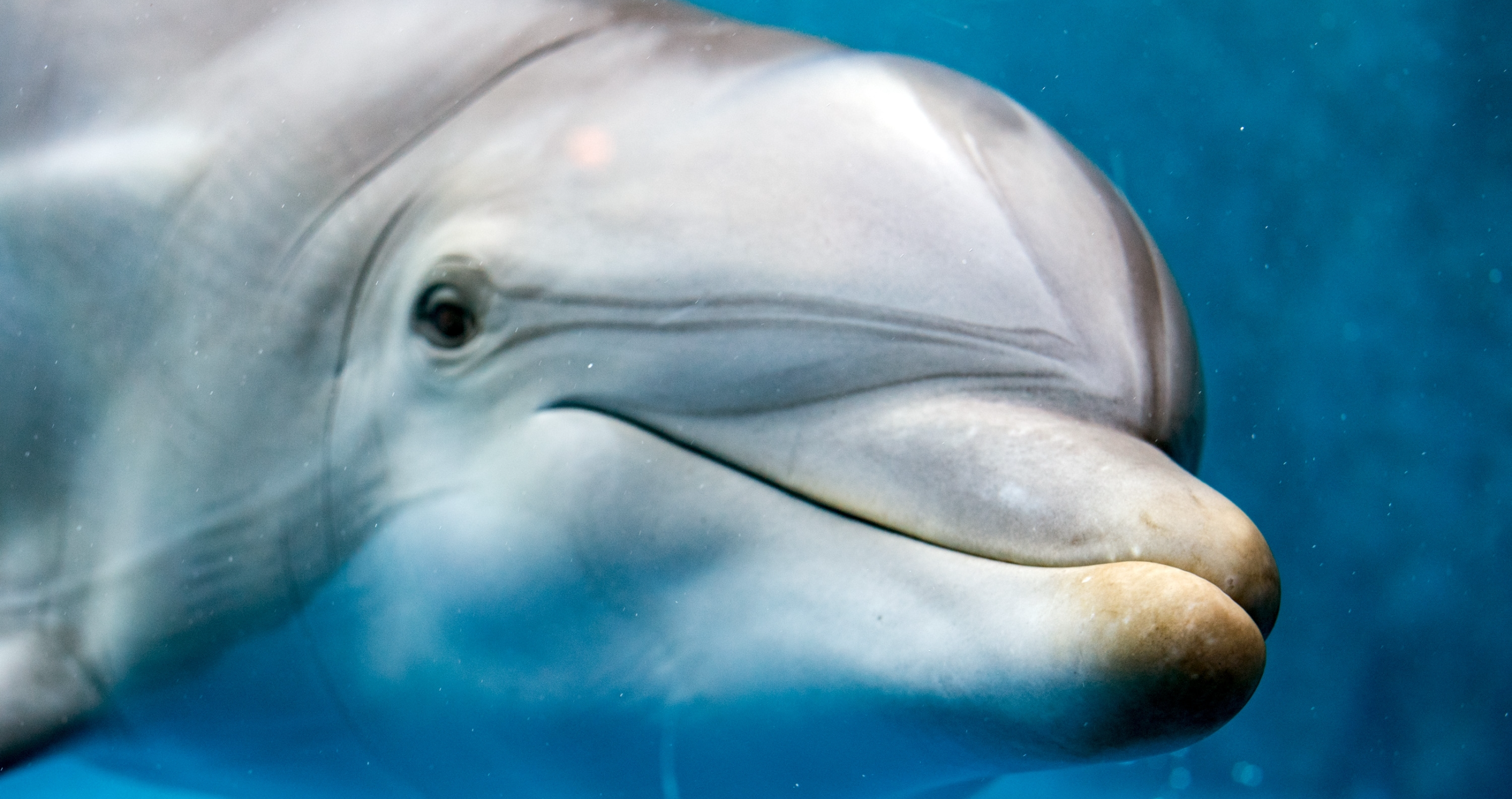 Scientists Now Believe We May Be Able To Communicate With Dolphins Using New AI-Powered Dolphin Translator