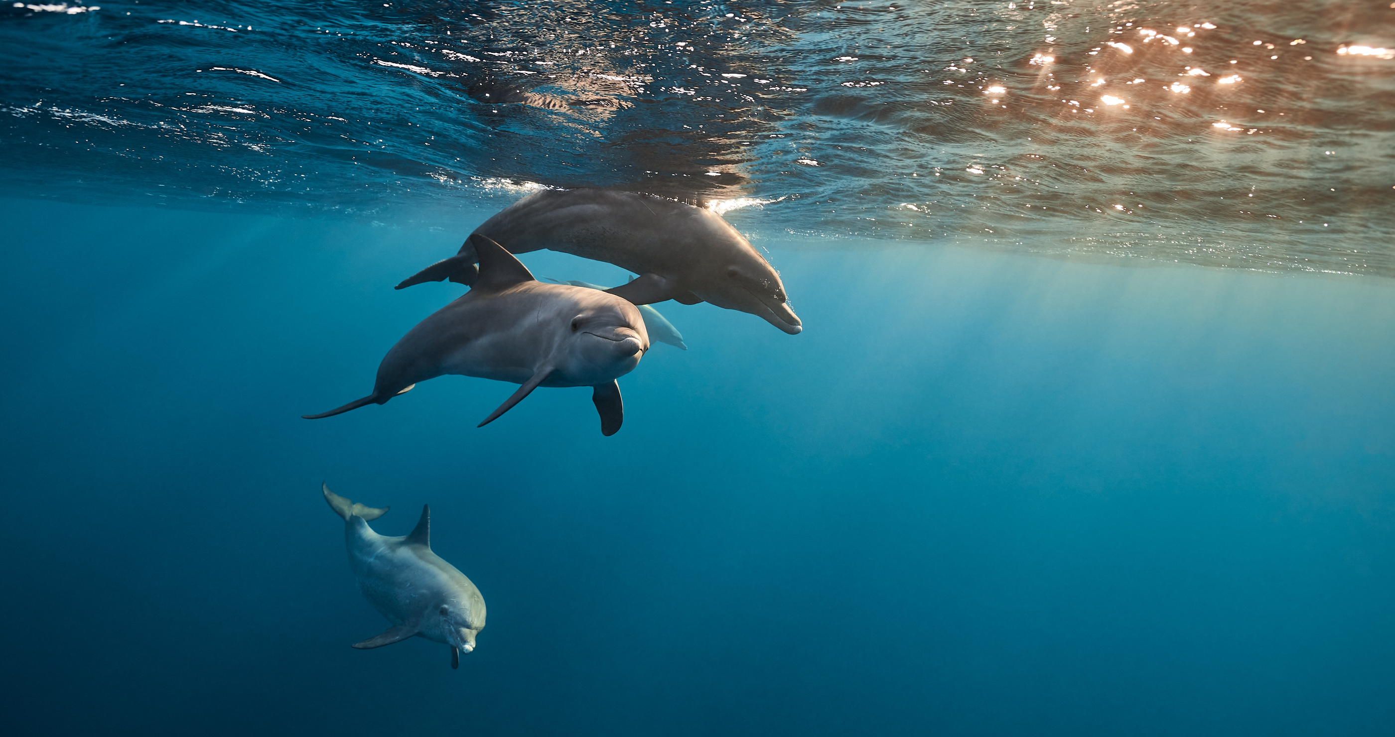 Scientists Now Believe We May Be Able To Communicate With Dolphins Using New AI-Powered Dolphin Translator