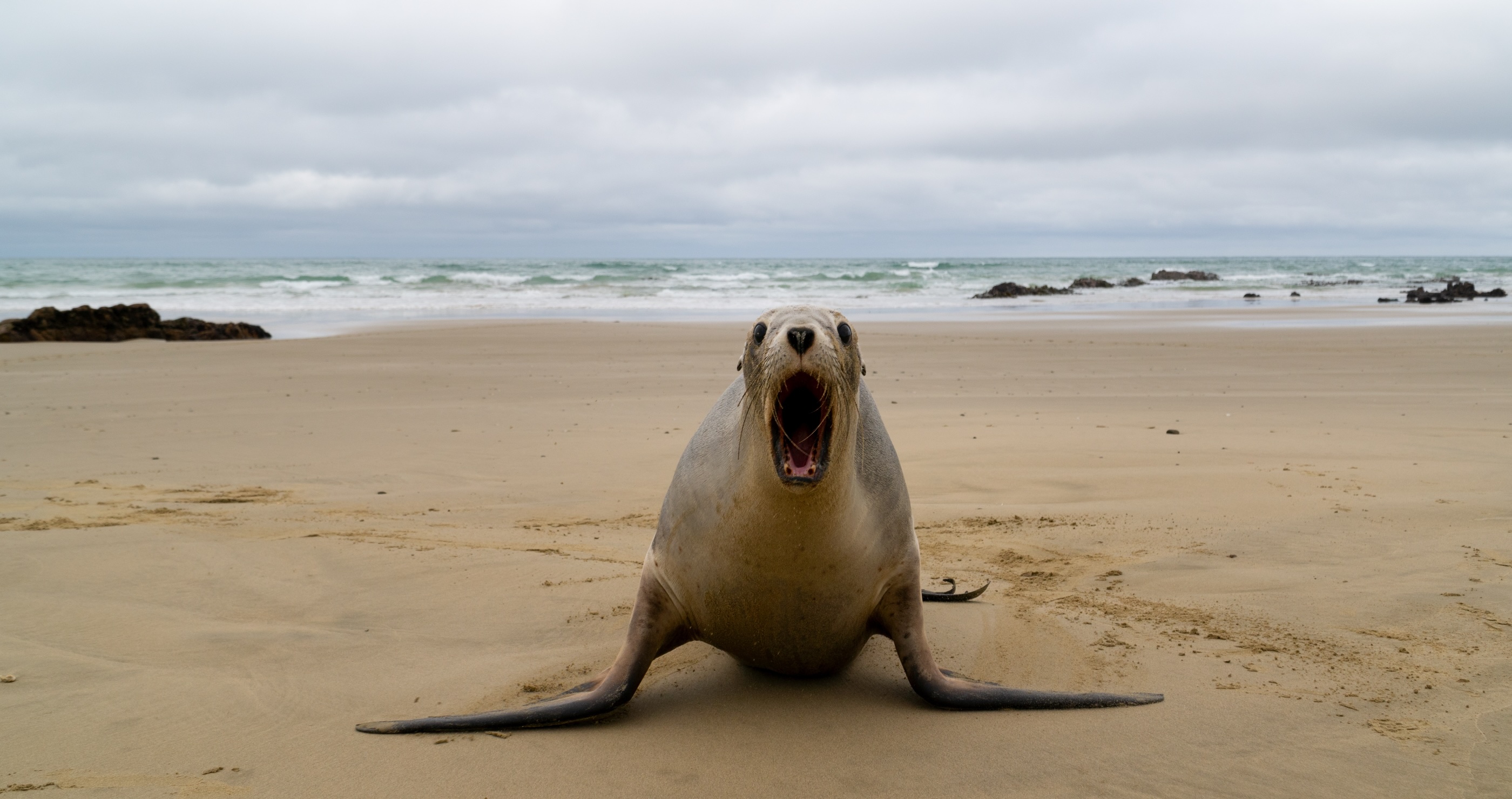 Sea Lion Charges At Surfer In Absolutely Terrifying Attack