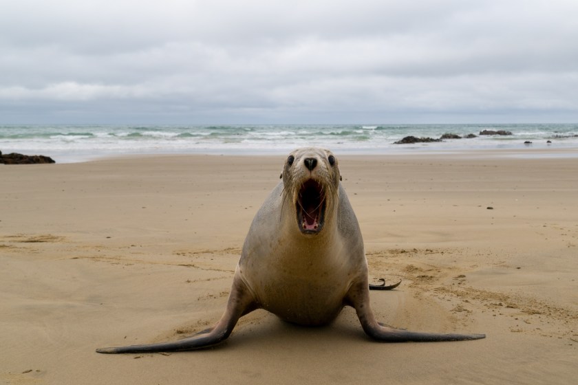 Sea Lion Charges At Surfer In Absolutely Terrifying Attack