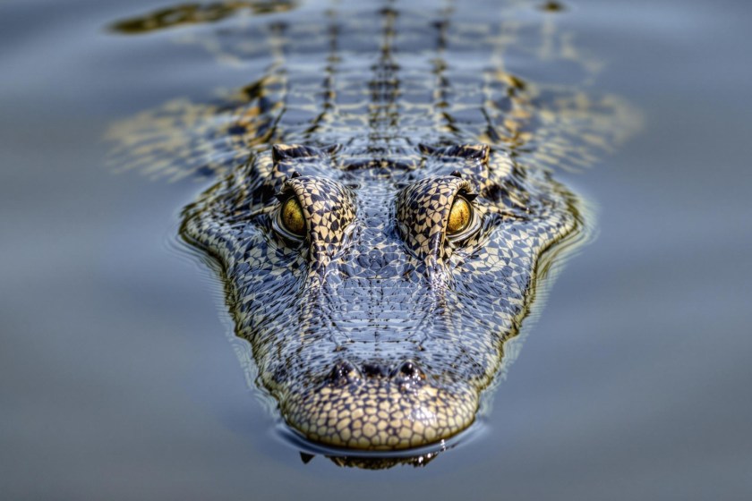 South Carolina Woman Fights Alligator To Save Husband: "Is A Hero!"