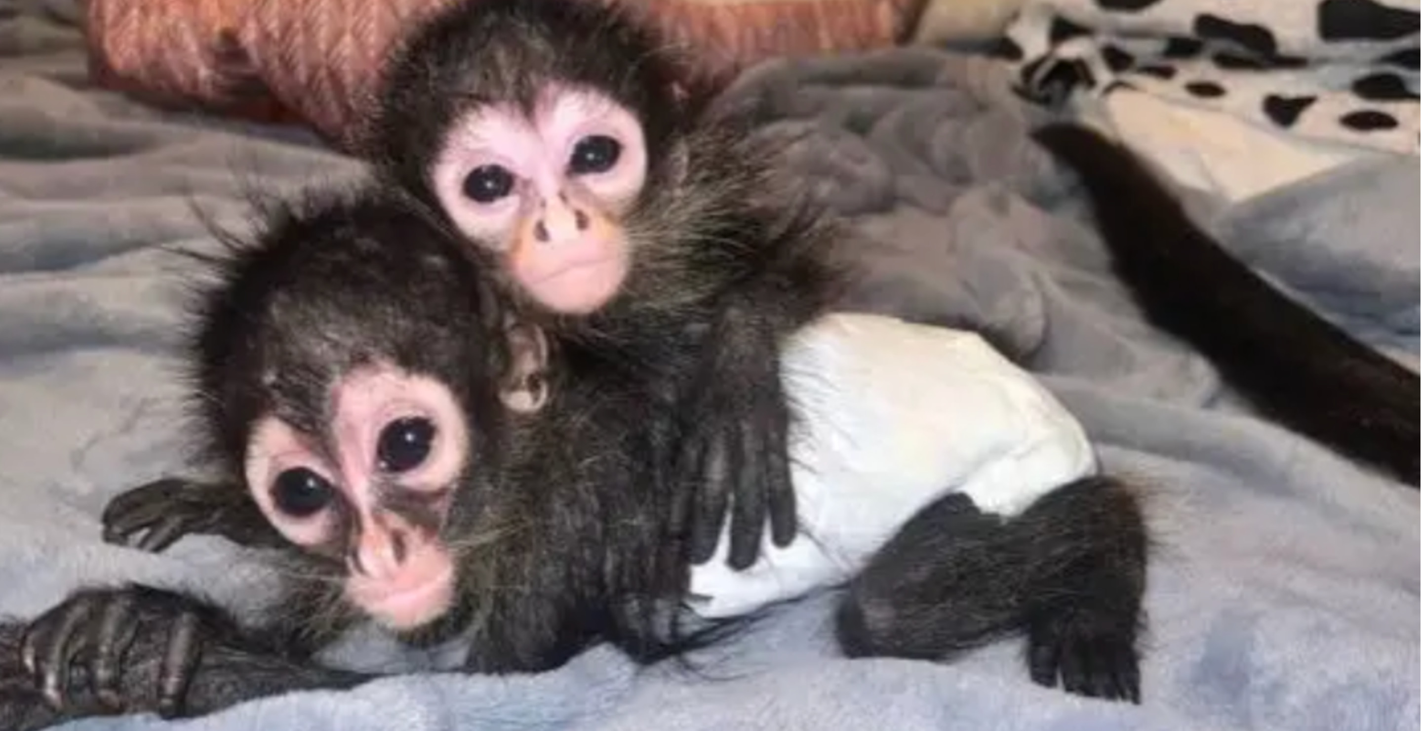 Texas Man Arrested For Smuggling Spider Monkeys And Trying To Sell Them On Facebook