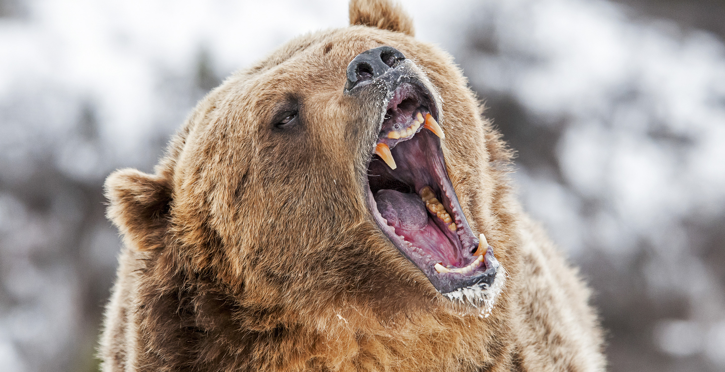 That Time A Hunter Was Caught Between An Angry Grizzly Bear And A Massive Cliff And Lived To Tell The Tale