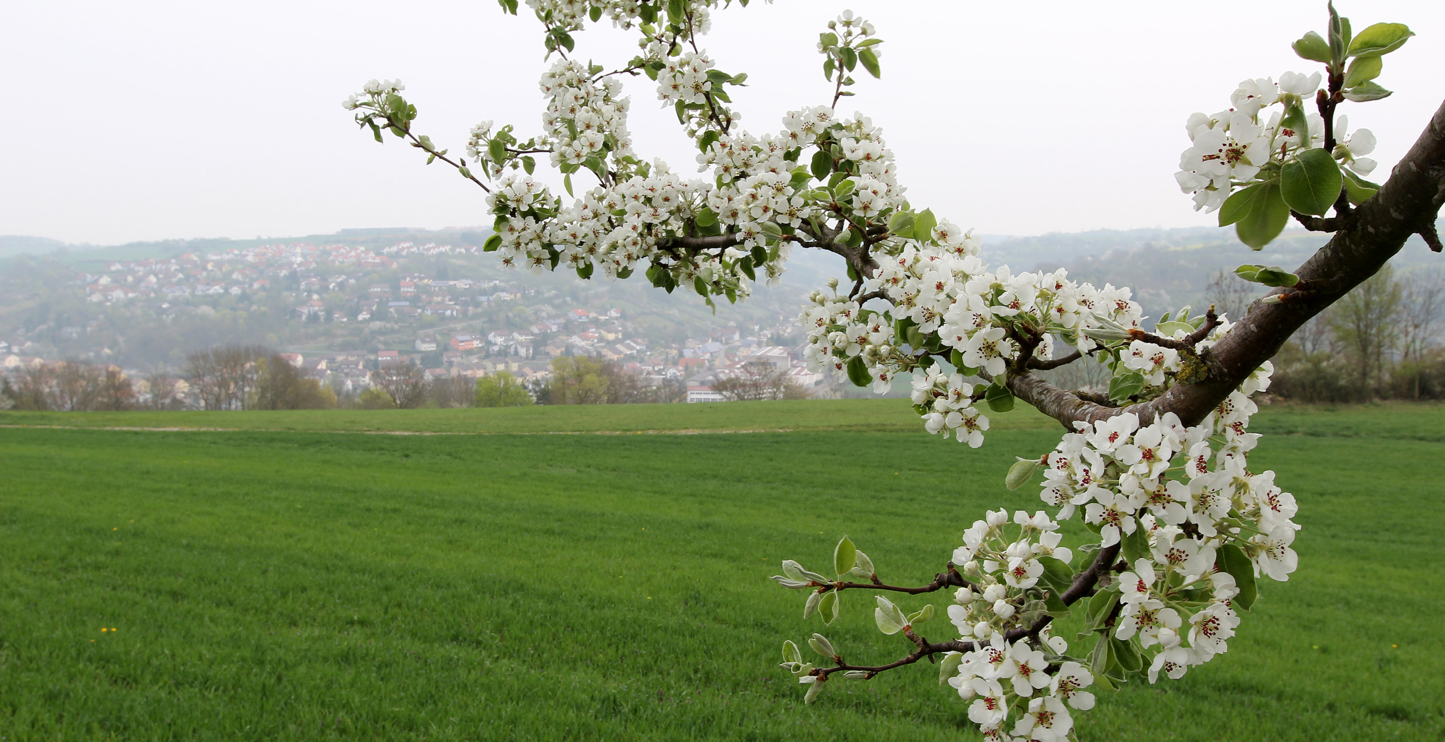 The Bizarre Reason That You Are Forbidden From Bringing Popular Tree To Kansas