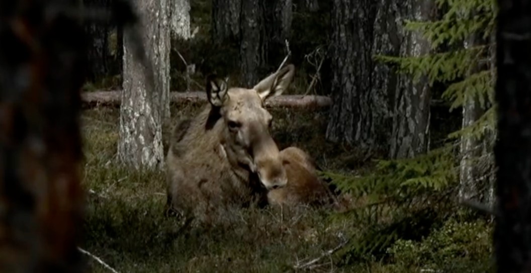 The-Hottest-New-Reality-TV-Show-Of-The-Spring-Is-A-Livestream-Of-Moose