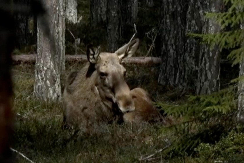 The-Hottest-New-Reality-TV-Show-Of-The-Spring-Is-A-Livestream-Of-Moose