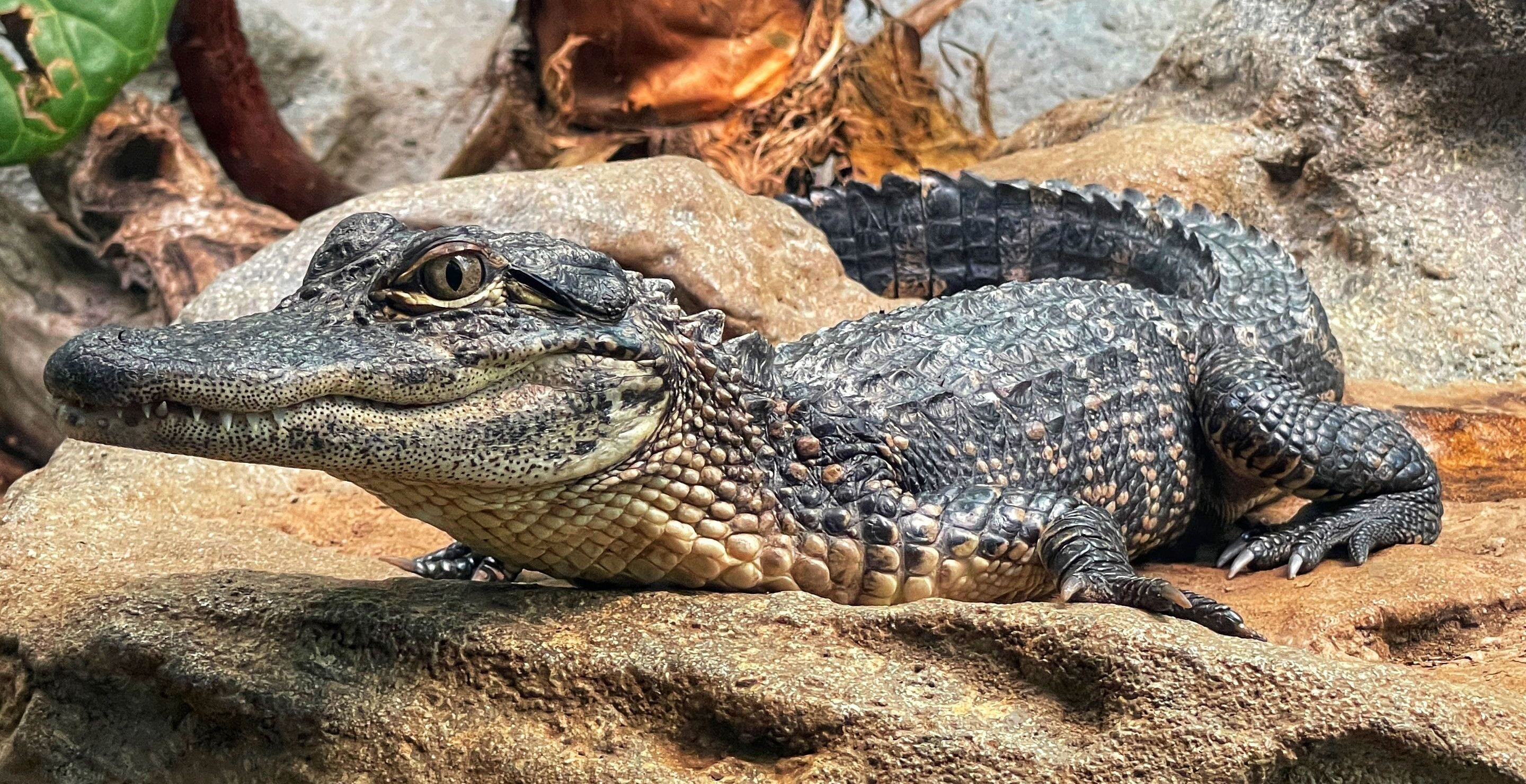 Turns Out Most Alligator Attacks Have Only One Thing To Blame