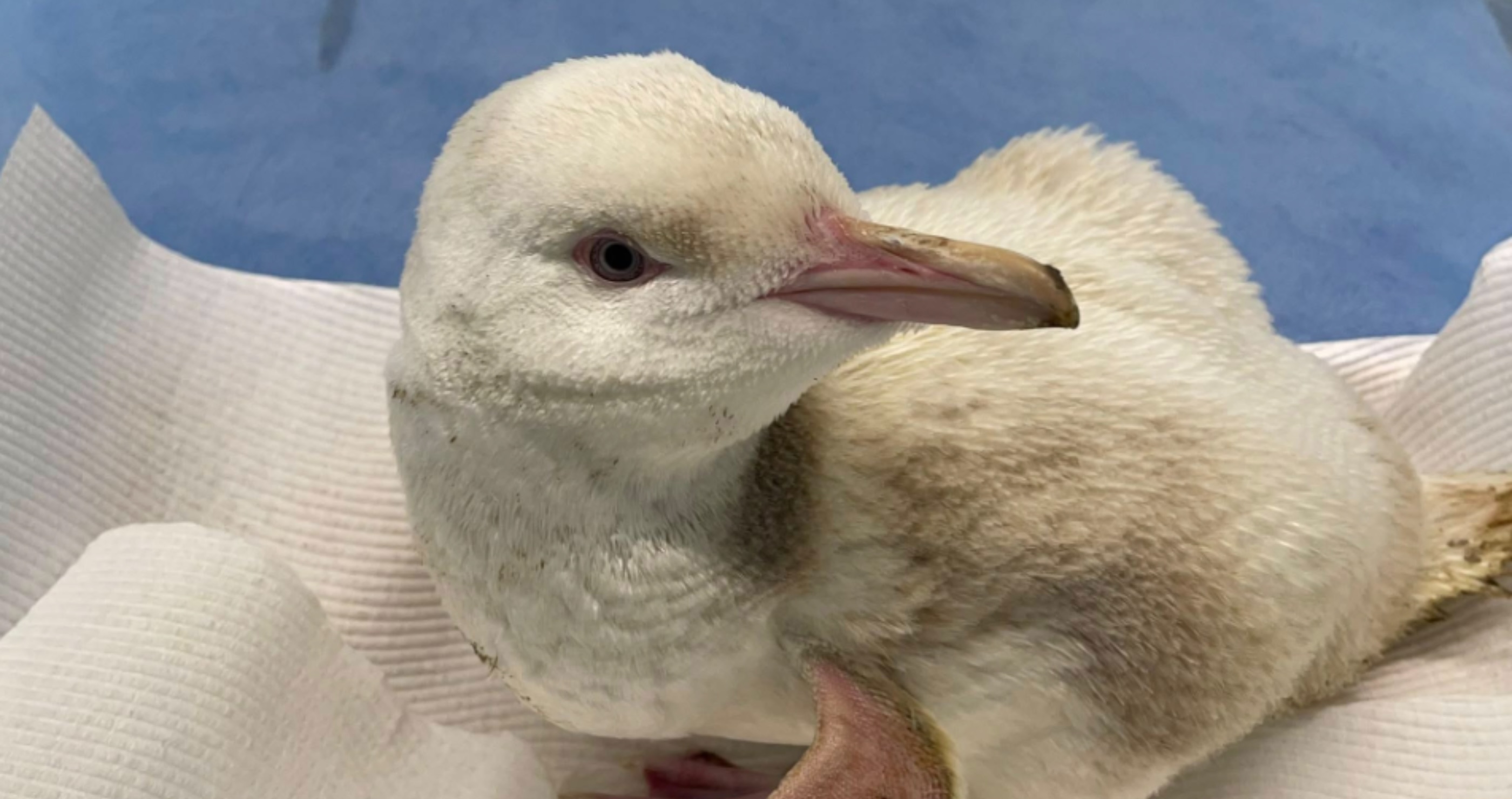 Wildlife Organization Discovers Rare All White Penguin