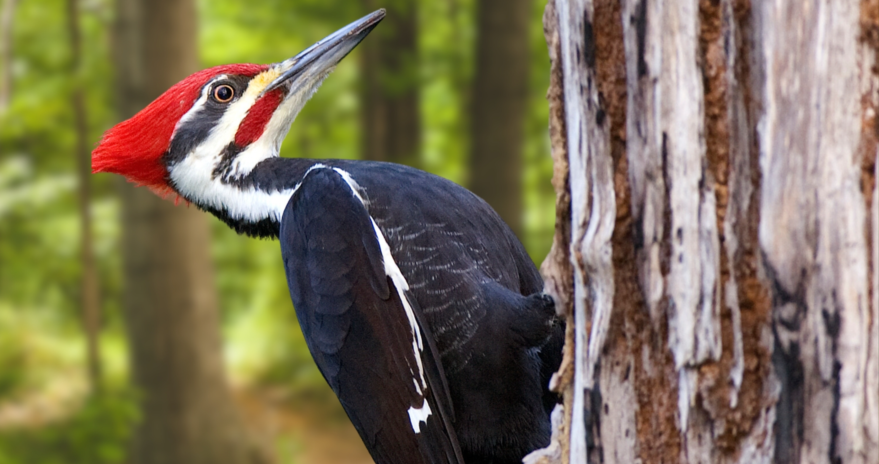 Woodpecker Is The Surprise Culprit Behind Acts Of Car Vandalism&nbsp;
