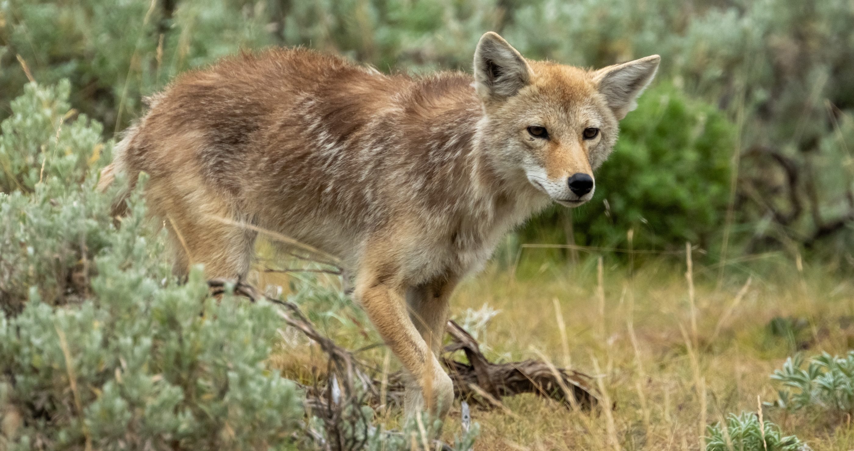 Yellowstone's Infamous Coyote Con Artist Strikes Again- Meet Limpy