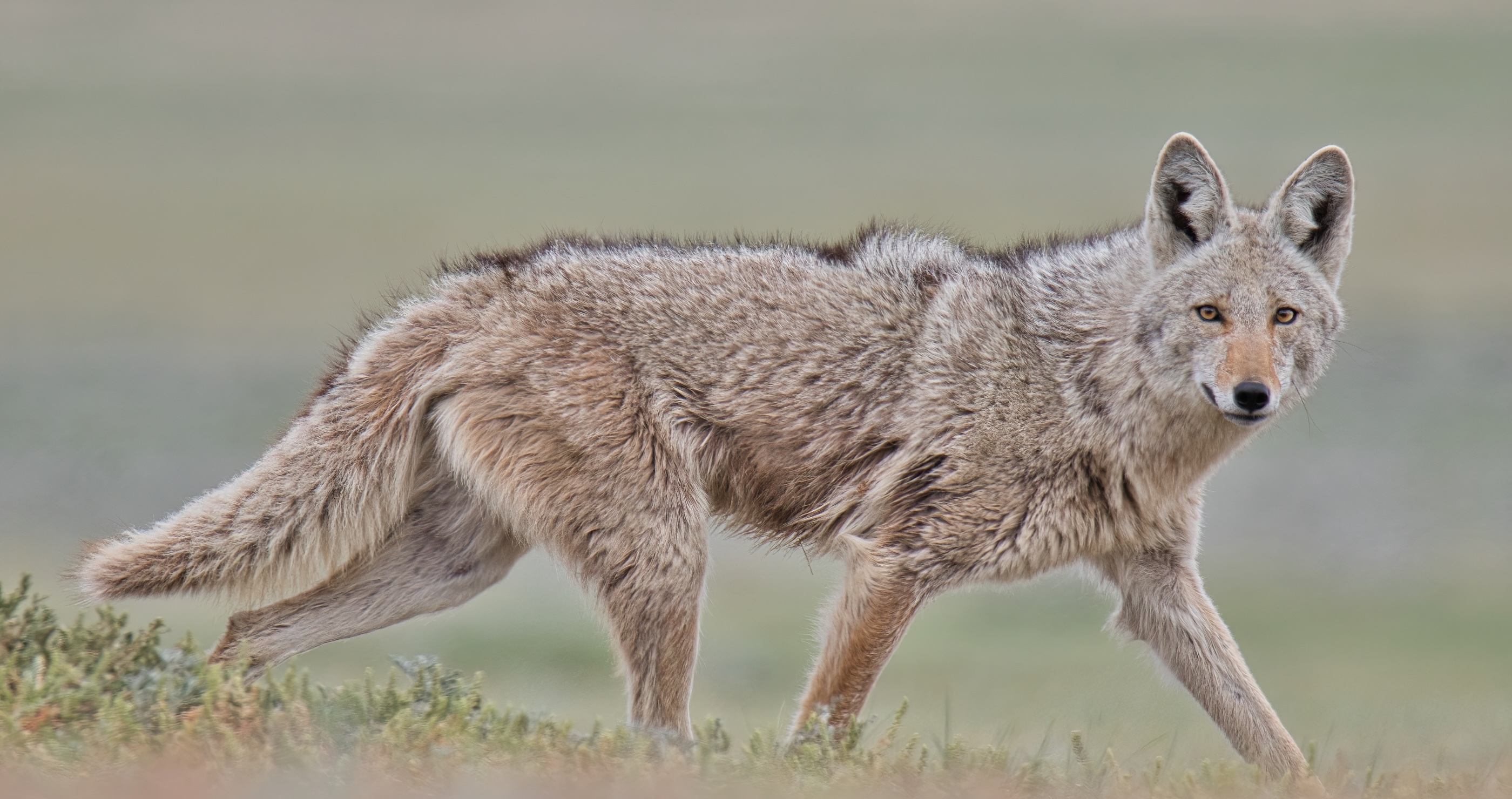 Yellowstone's Infamous Coyote Con Artist Strikes Again- Meet Limpy