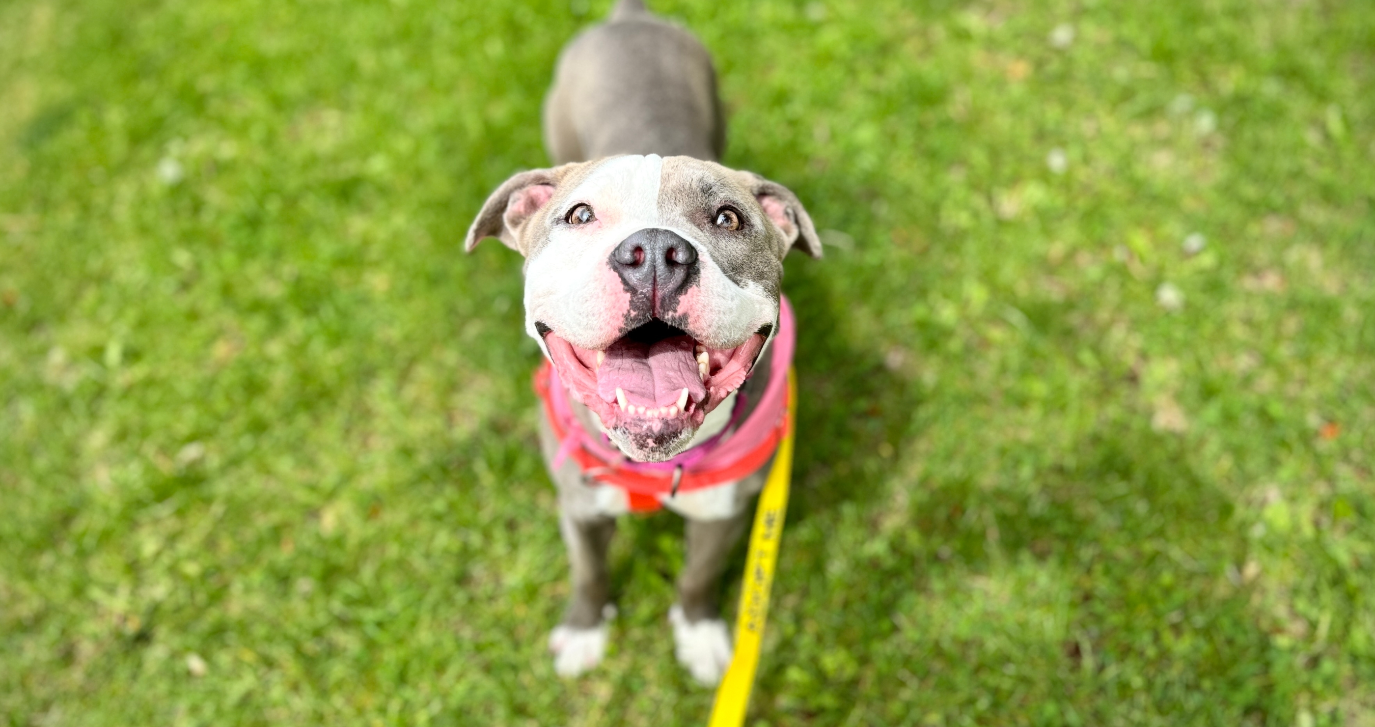 adorable happy pit bull