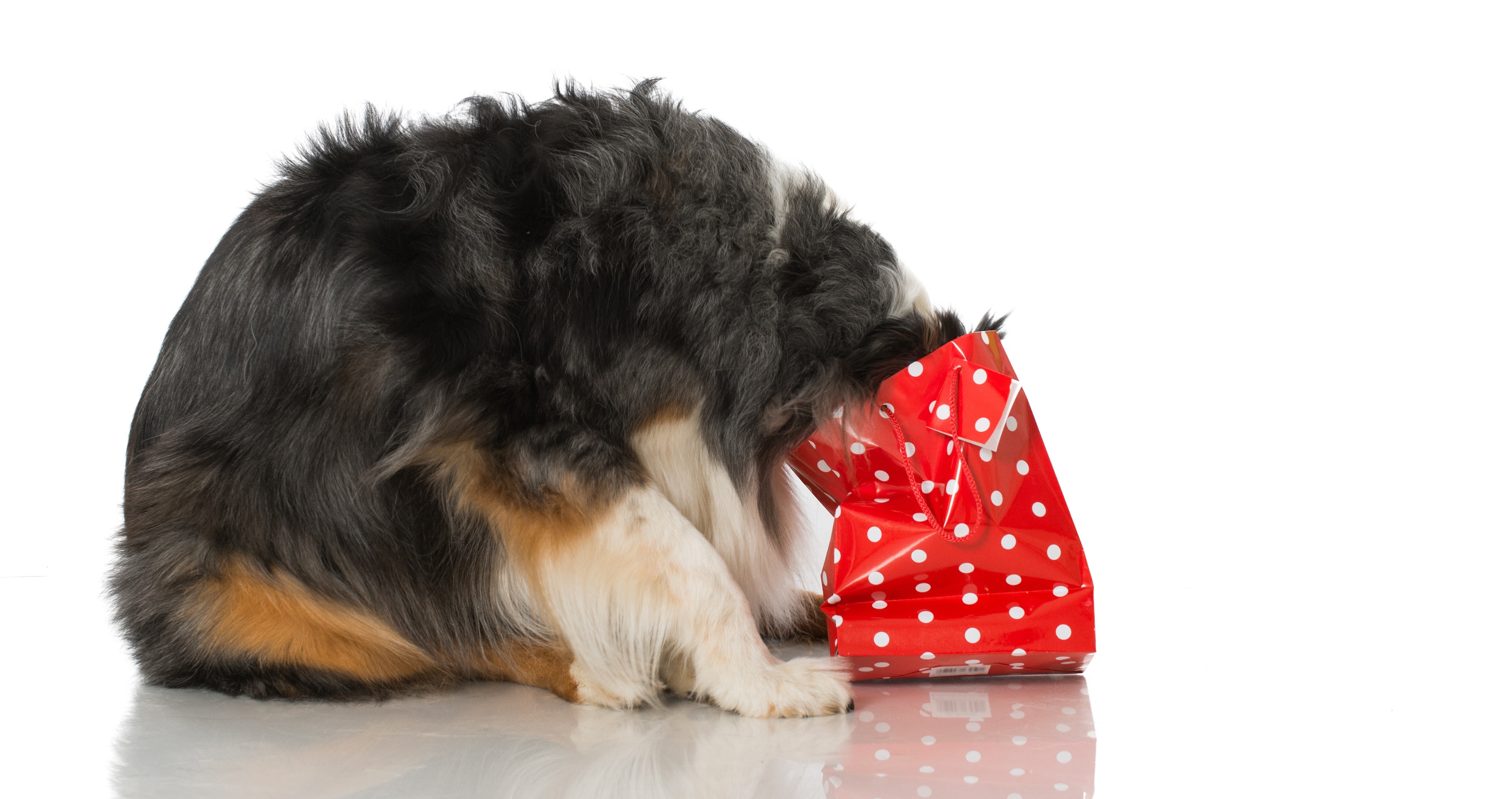 common household dangers to dogs