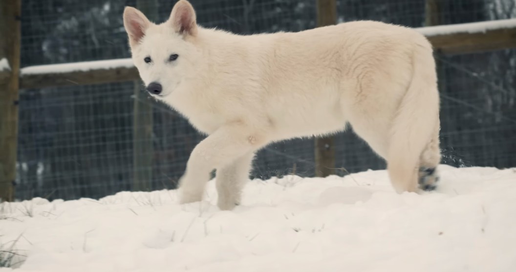 dire wolves could destroy everything if reintroduced to the wild
