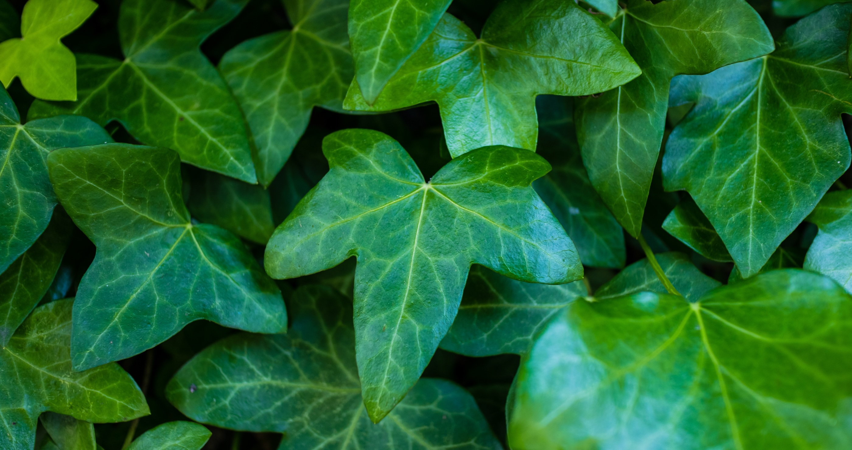 english ivy