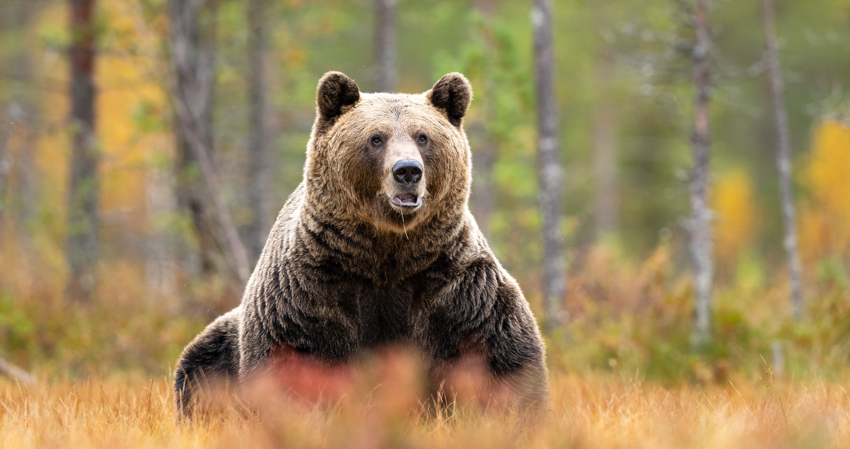large brown bear in fall