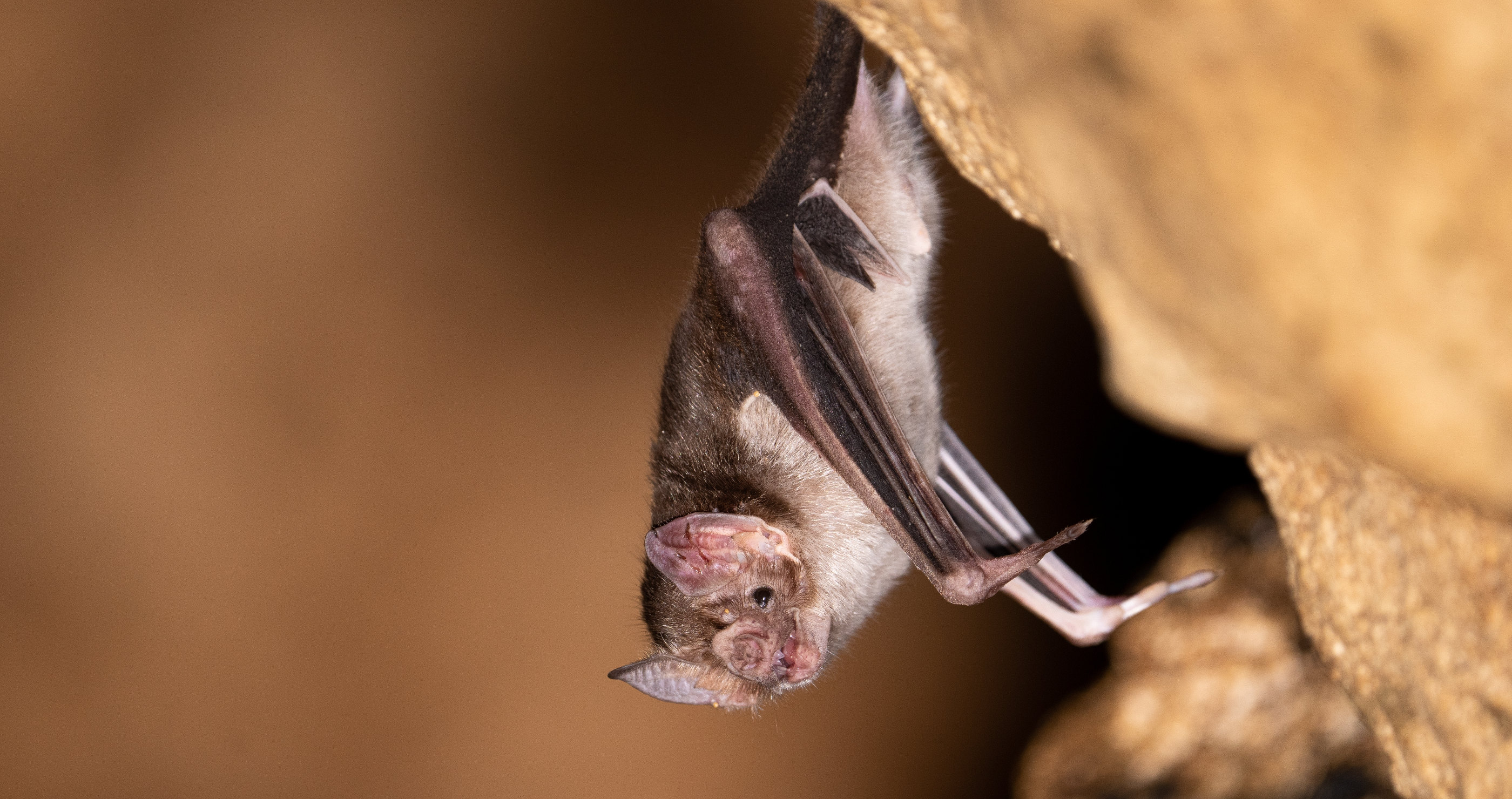 terrifying animals that are not as dangerous as they look vampire bat