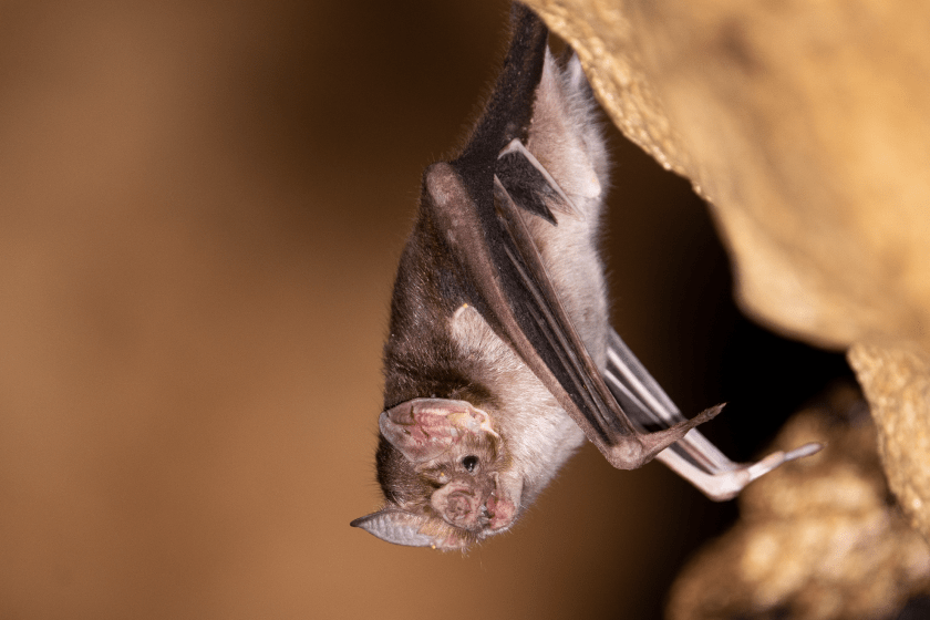 terrifying animals that are not as dangerous as they look vampire bat