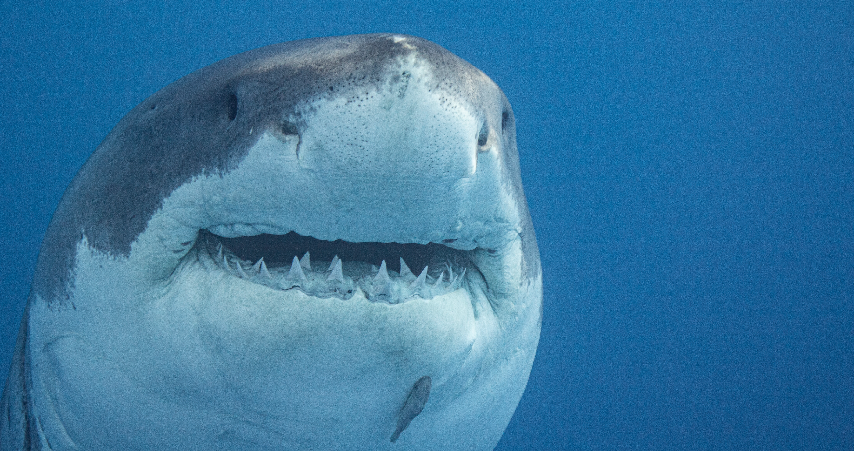 terrifying animals that are not as dangerous as you would think shark