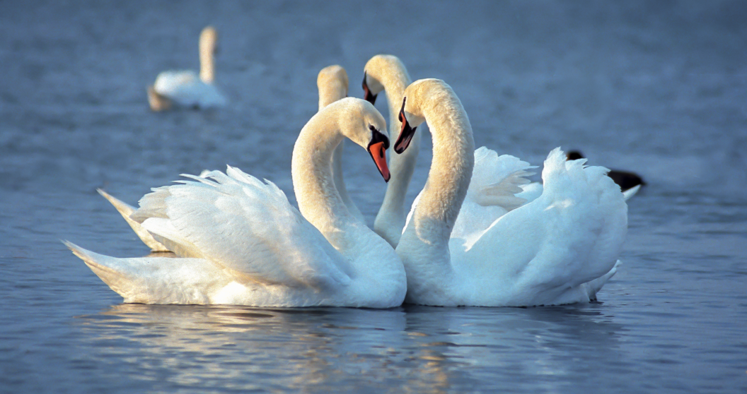 two beautiful swans