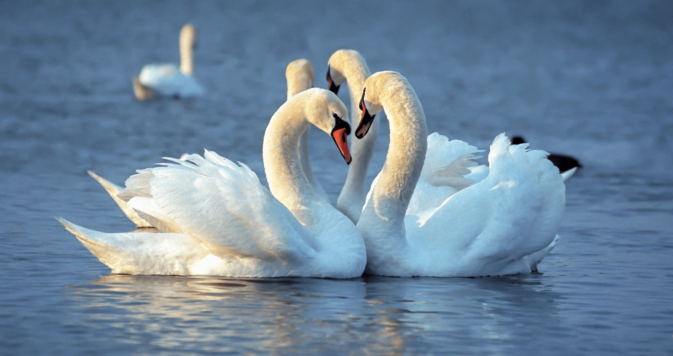 two beautiful swans