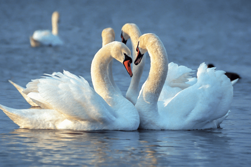 two beautiful swans