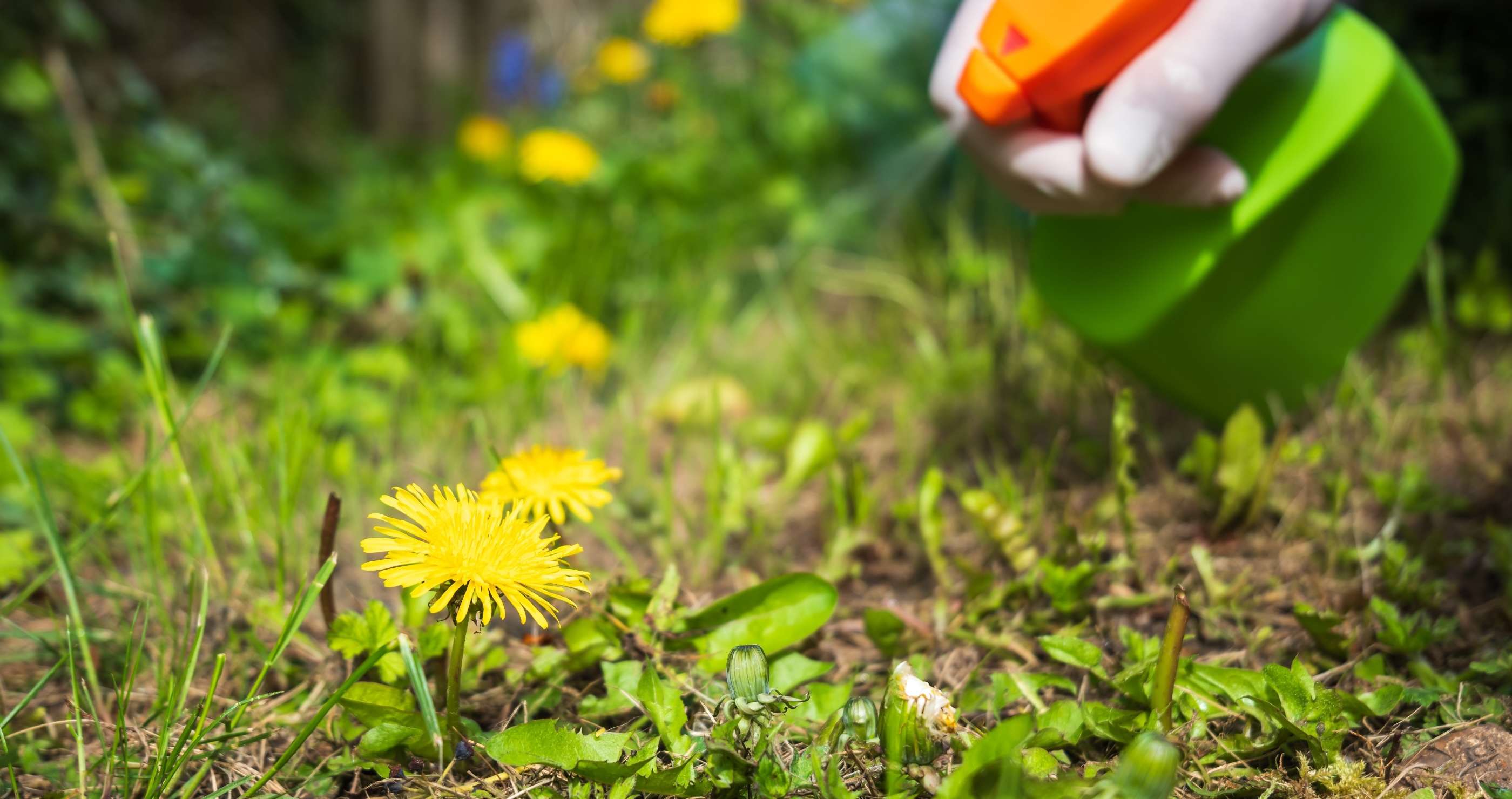 weed killer is toxic to dogs