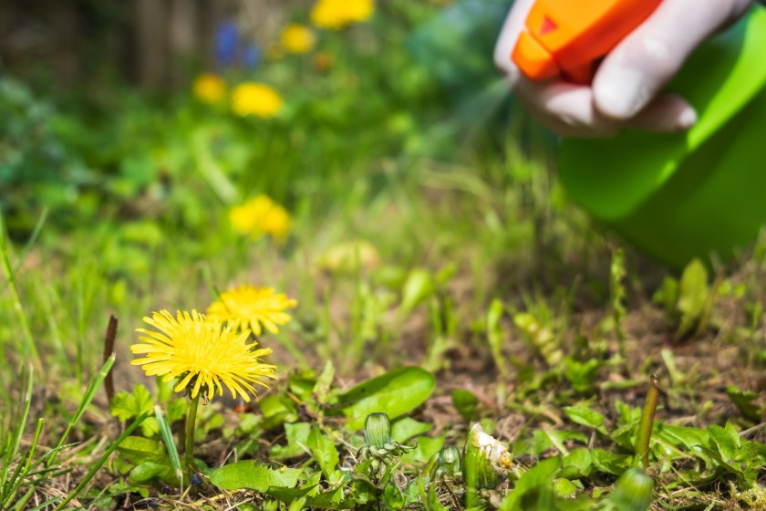 weed killer is toxic to dogs