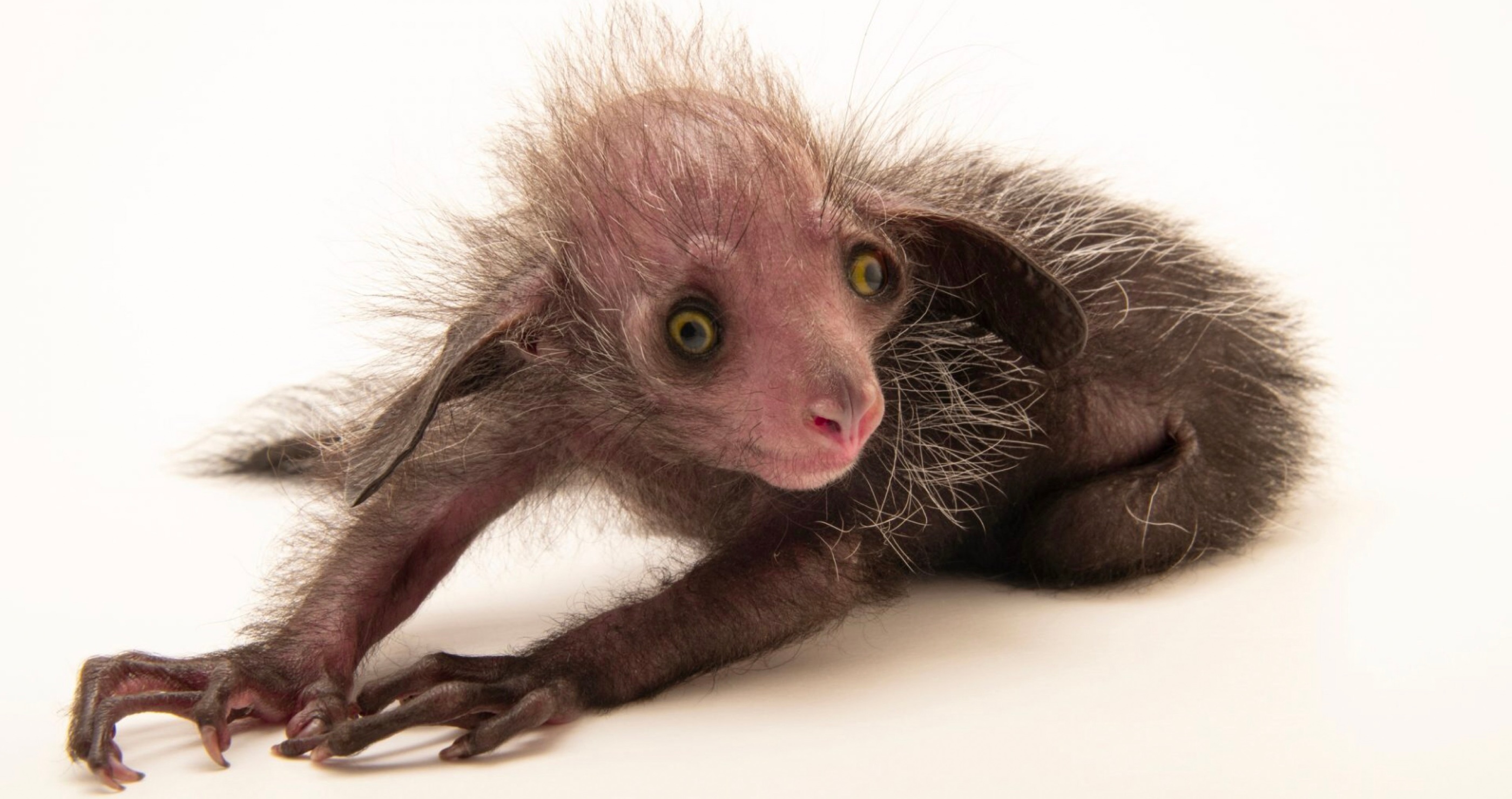 10 Animals That Are So Weird They Don't Seem Real aye aye