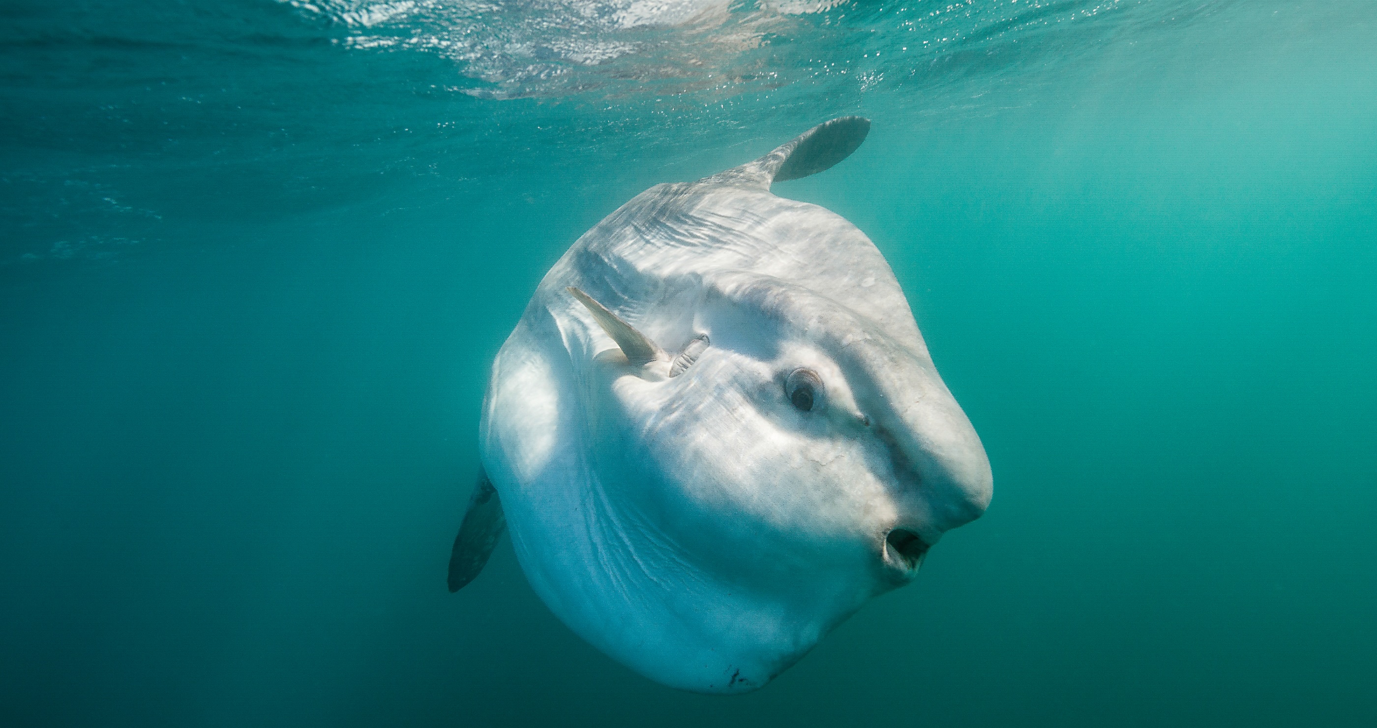10 Animals That Are So Weird They Don't Seem Real ocean sunfish
