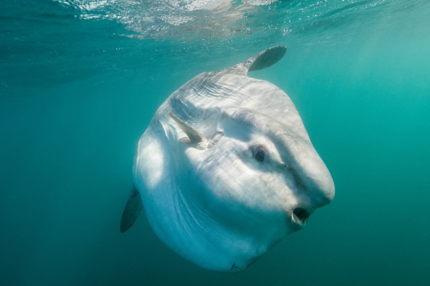 10 Animals That Are So Weird They Don't Seem Real ocean sunfish