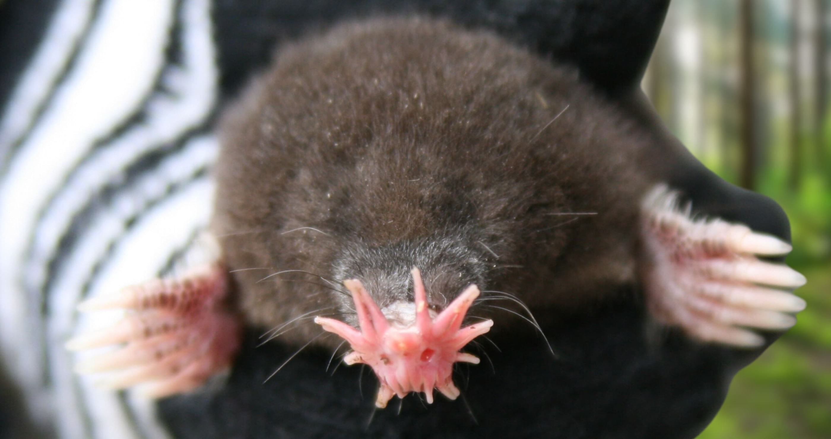 10 Animals That Are So Weird They Don't Seem Real star nosed mole