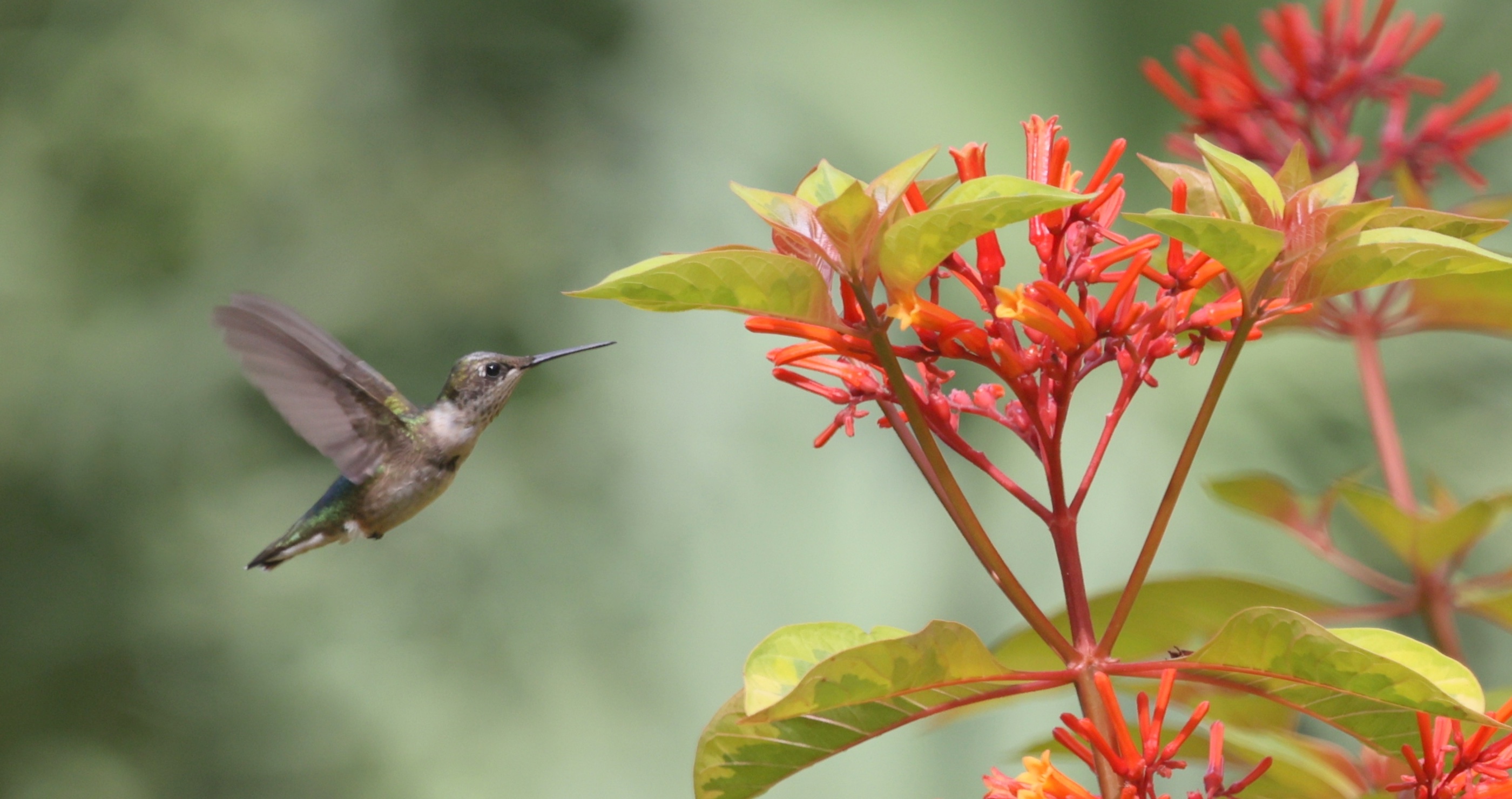 12 of the best plants to attract hummingbirds hummingbird bush
