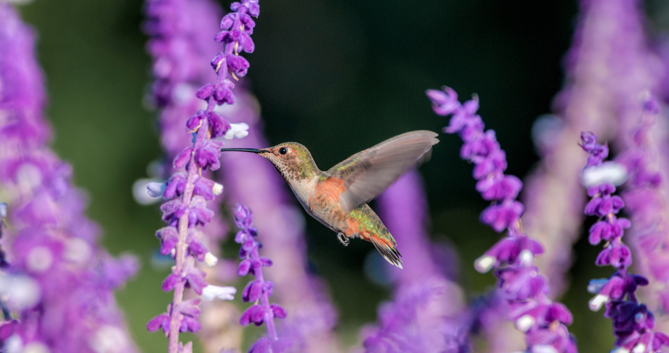 12 of the best plants to attract hummingbirds salvia