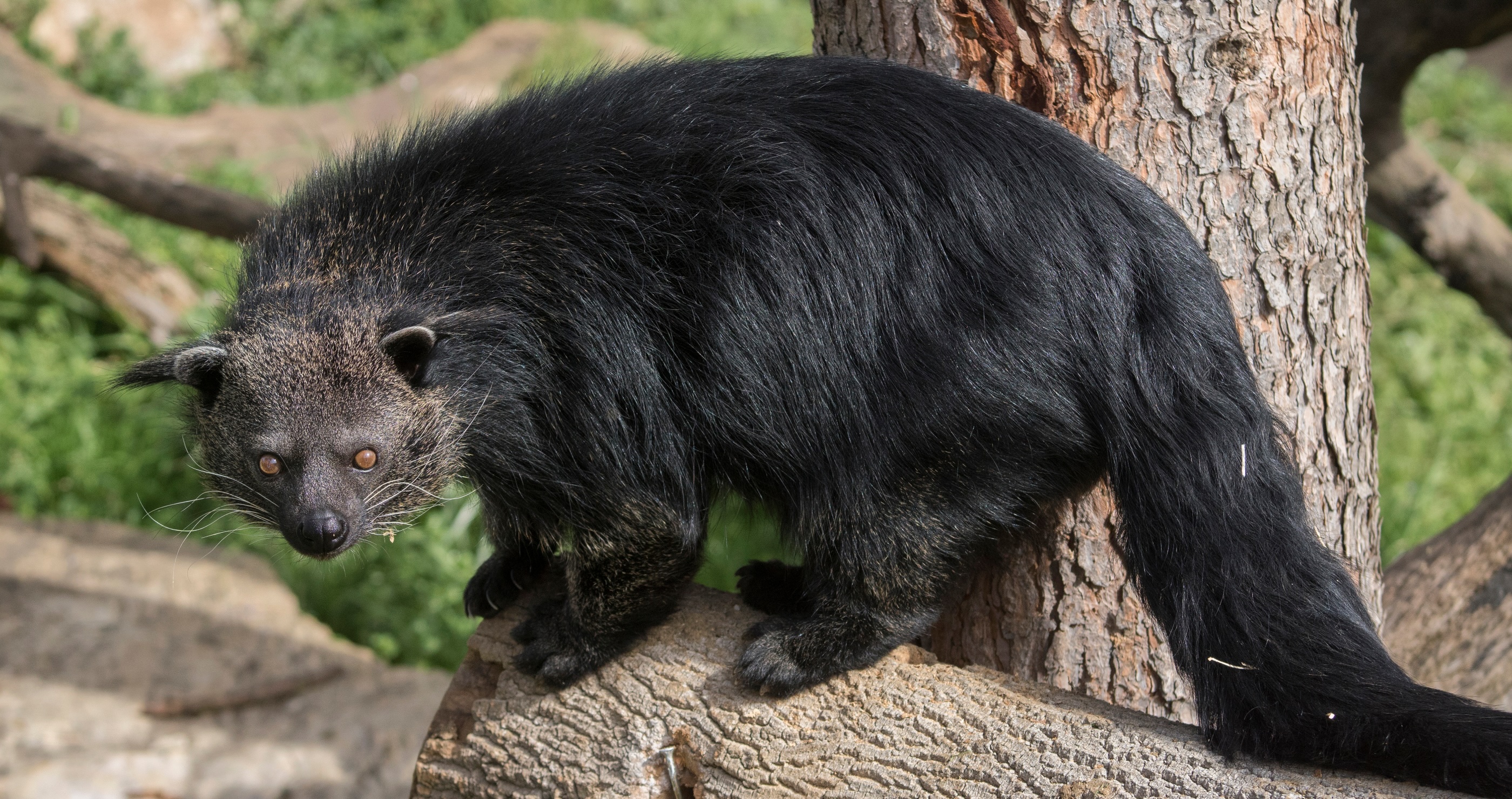 5 Animals With Hilariously Misleading Names asian bear cat