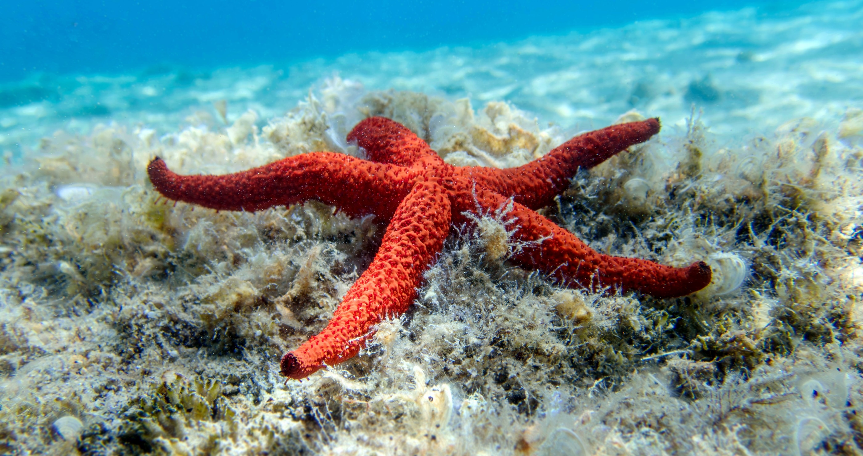 5 Animals With Hilariously Misleading Names star fish